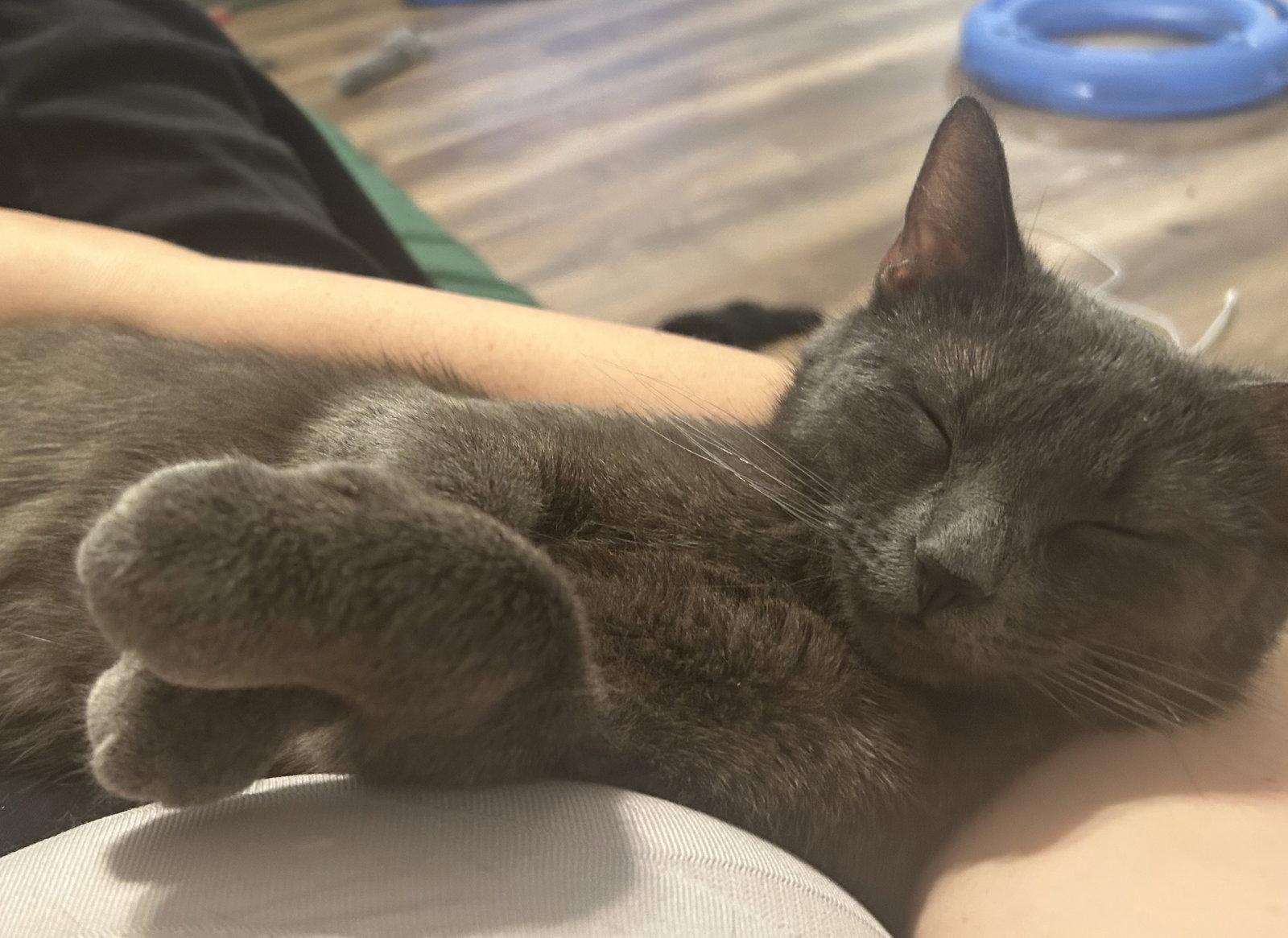 Enlarge Zinnia, a Adoptable Russian Blue in Garland, TX image 1/3