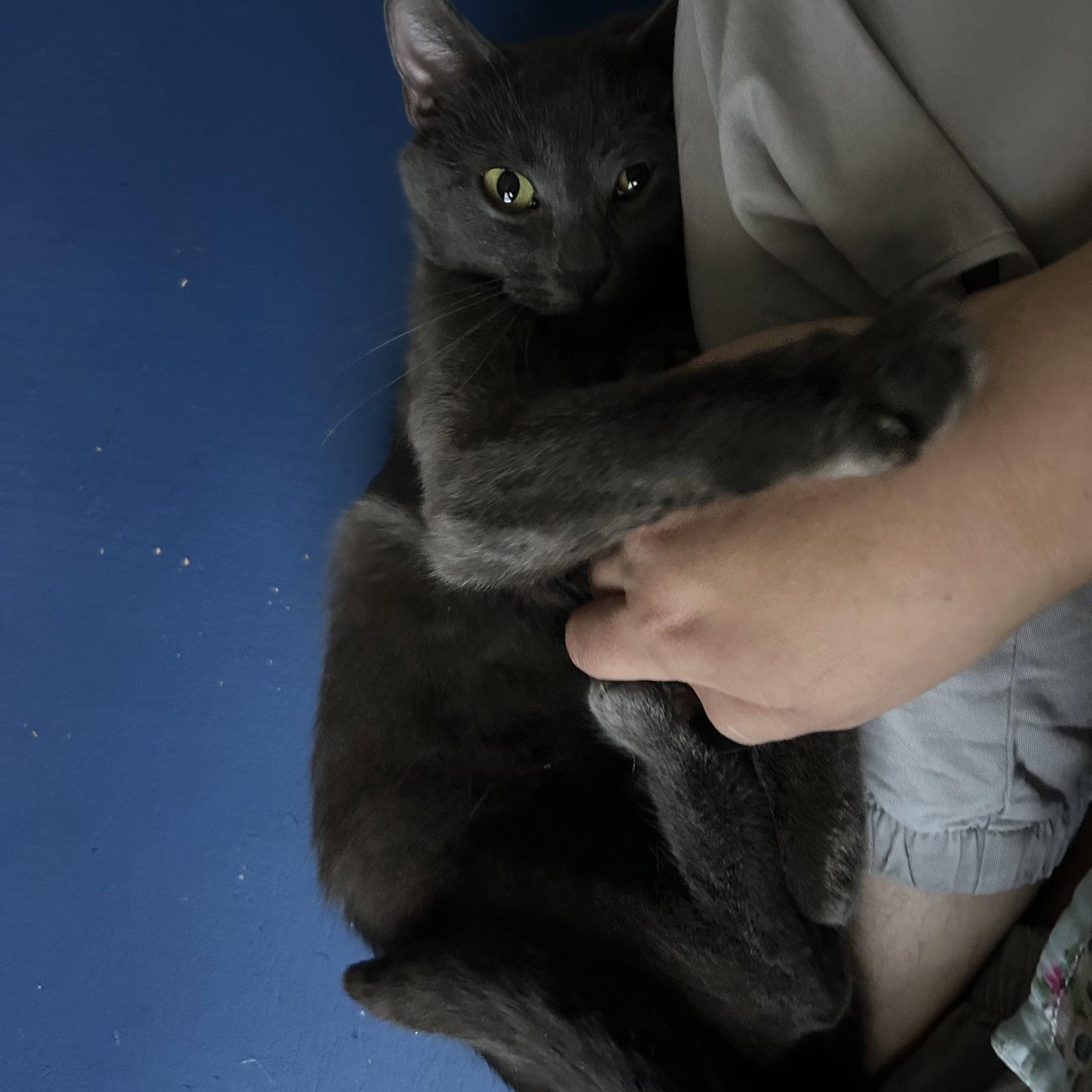 Enlarge Zinnia, a Adoptable Russian Blue in Garland, TX image 2/3
