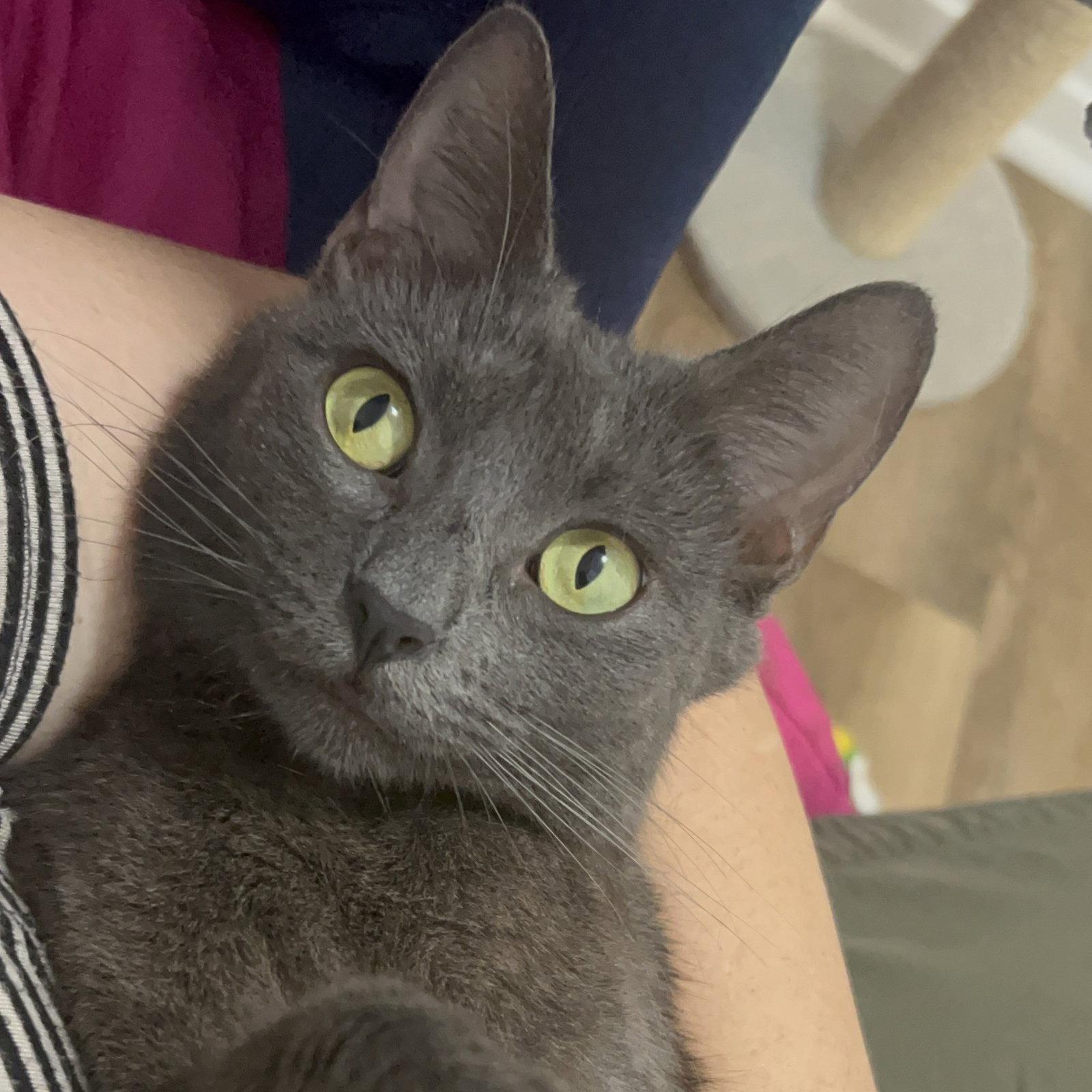 Enlarge Zinnia, a Adoptable Russian Blue in Garland, TX image 3/3