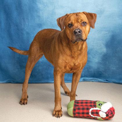 Enlarge Maggie, a ADOPTABLE mixed breed in Cobourg, ON image 2/2