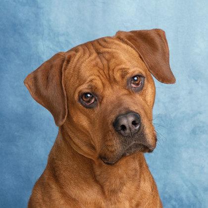 Maggie, ADOPTABLE, Adult Female Bullmastiff.