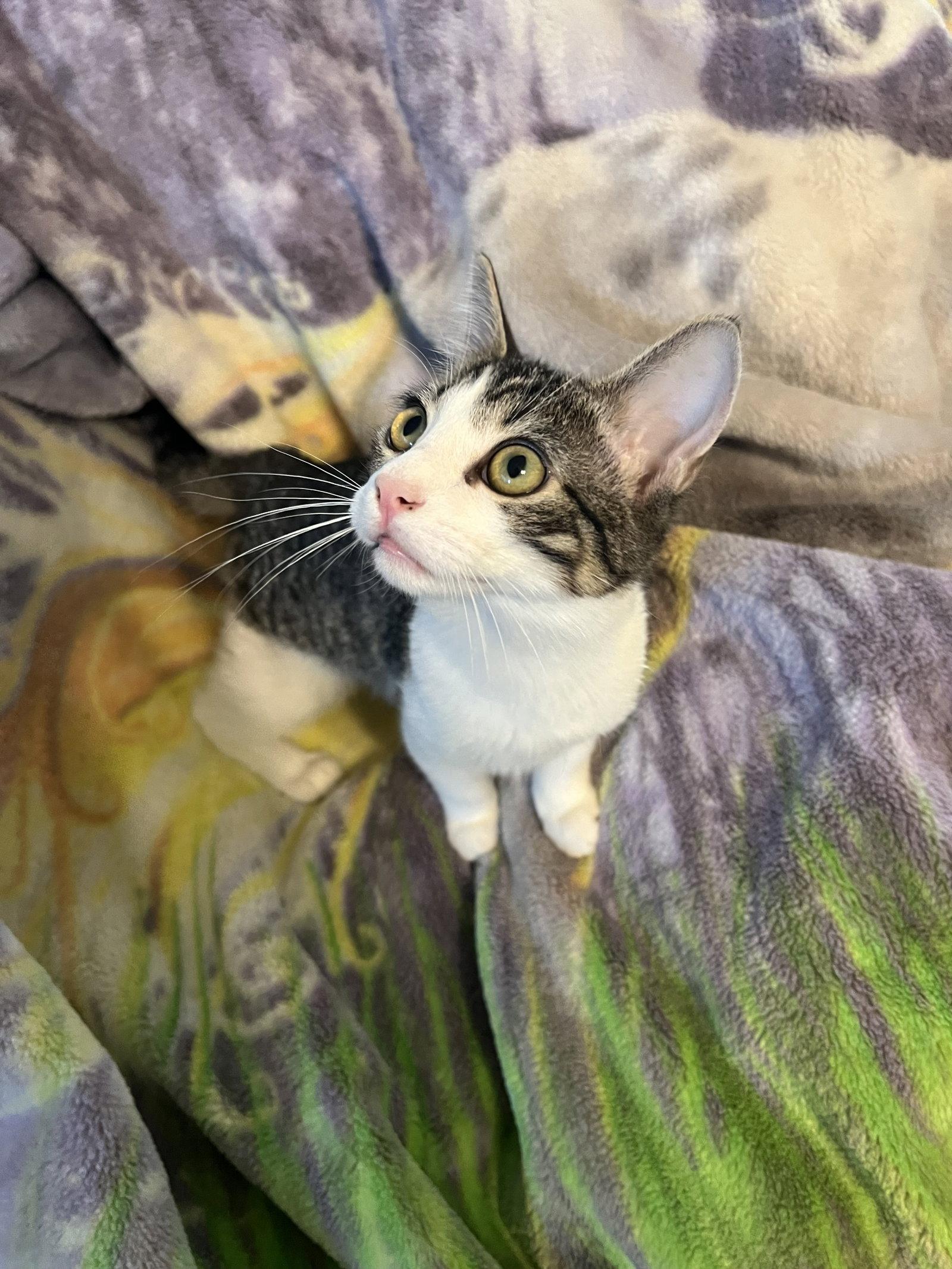 Charlie M., Adopted, Kitten Male Domestic Short Hair & Tabby.