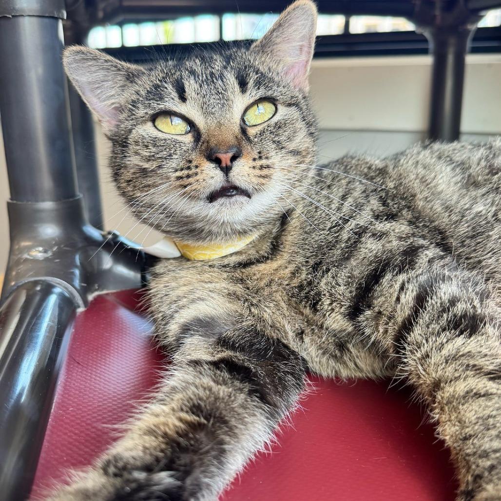 Willow, Adoptable, Adult Female Domestic Short Hair.