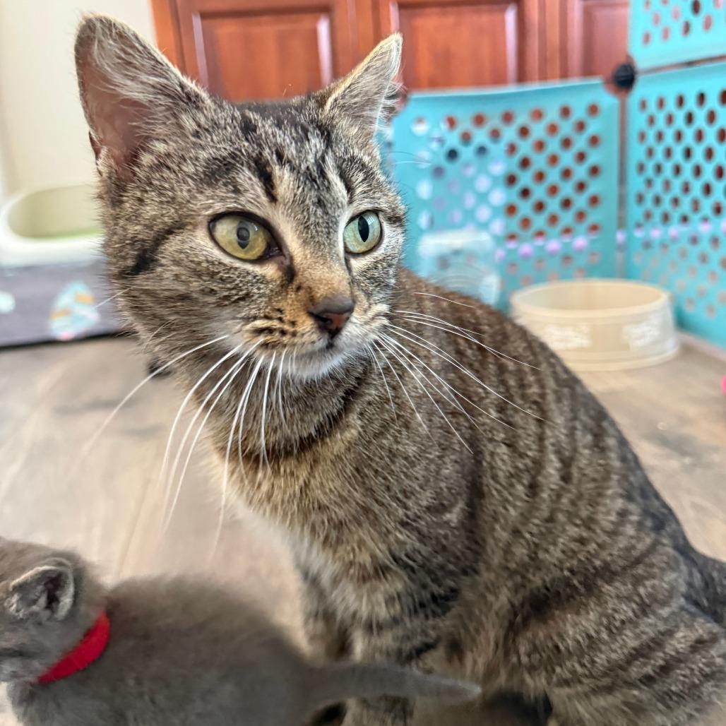 Enlarge Willow, a Adoptable Domestic Short Hair in Winston Salem, NC image 1/6