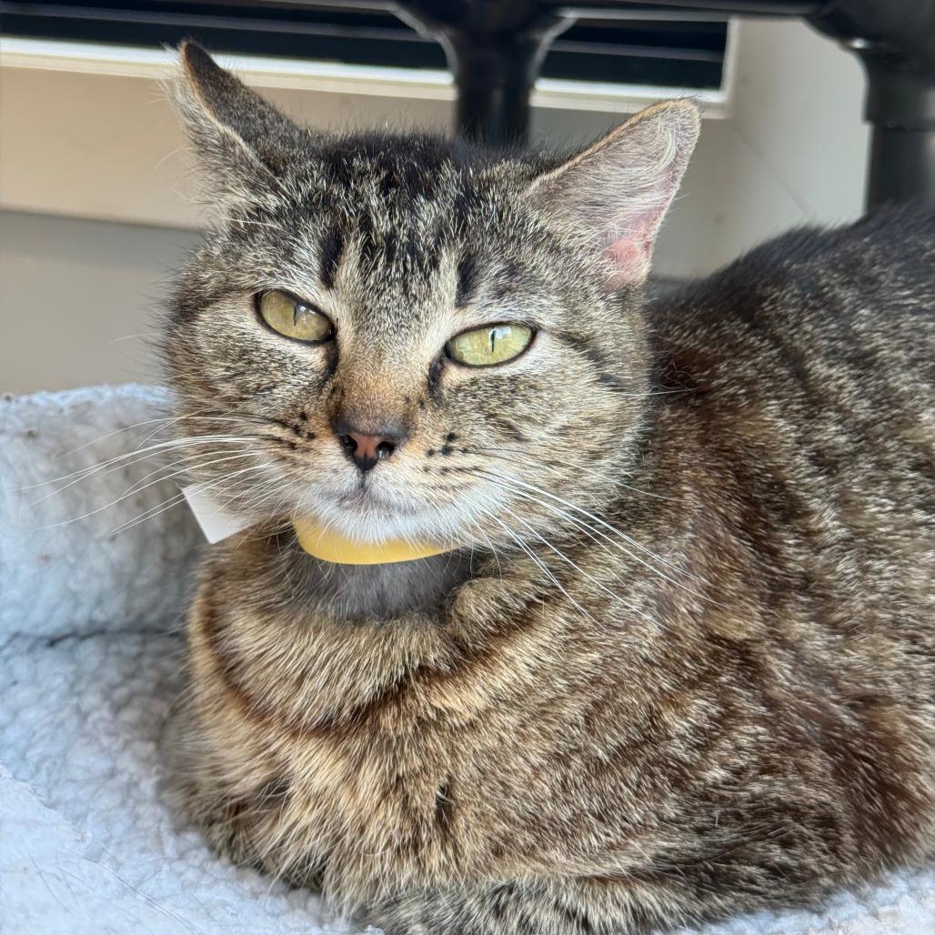 Enlarge Willow, a Adoptable Domestic Short Hair in Winston Salem, NC image 2/6