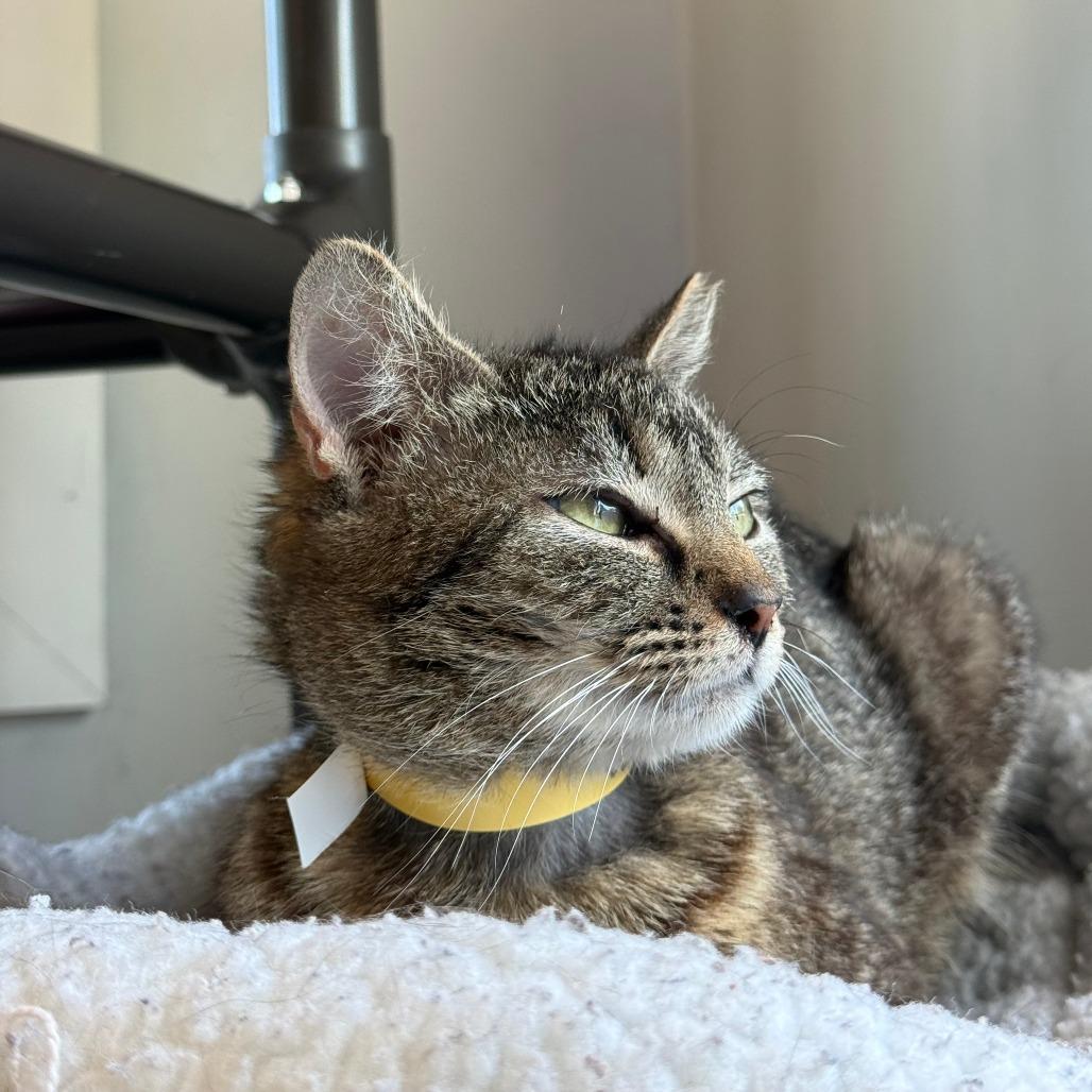 Enlarge Willow, a Adoptable Domestic Short Hair in Winston Salem, NC image 3/6