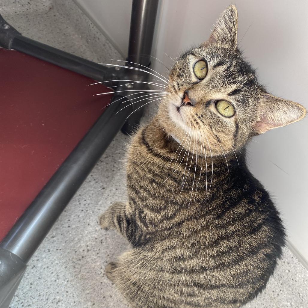 Enlarge Willow, a Adoptable Domestic Short Hair in Winston Salem, NC image 4/6