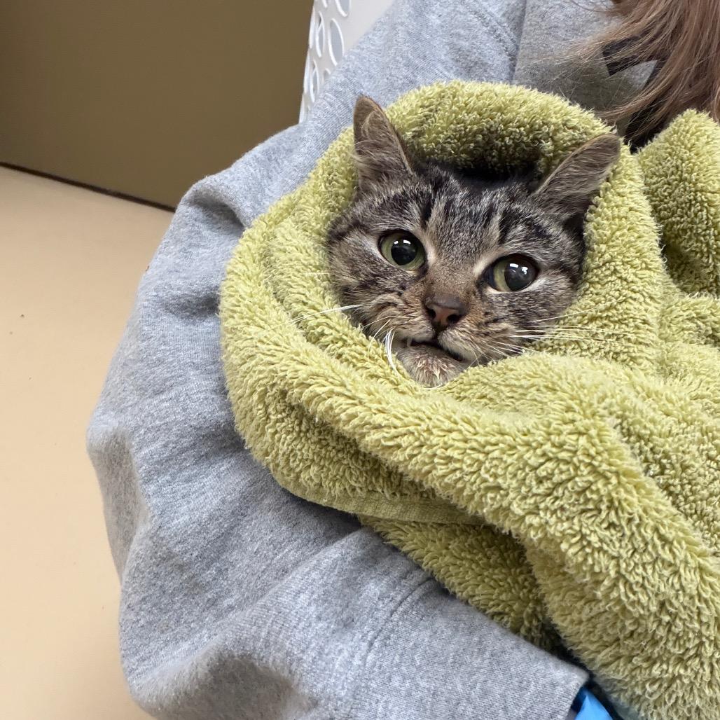 Enlarge Willow, a Adoptable Domestic Short Hair in Winston Salem, NC image 4/6