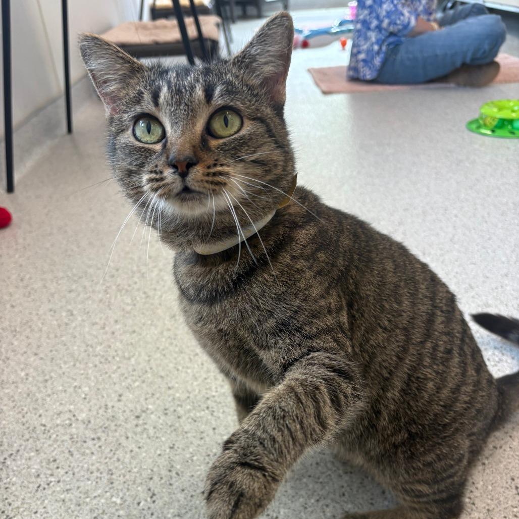 Enlarge Willow, a Adoptable Domestic Short Hair in Winston Salem, NC image 5/6