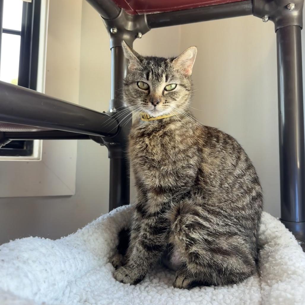 Enlarge Willow, a Adoptable Domestic Short Hair in Winston Salem, NC image 6/6