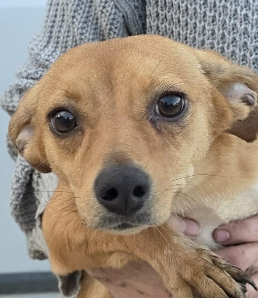 Faya, Adopted, Young Female Chihuahua.