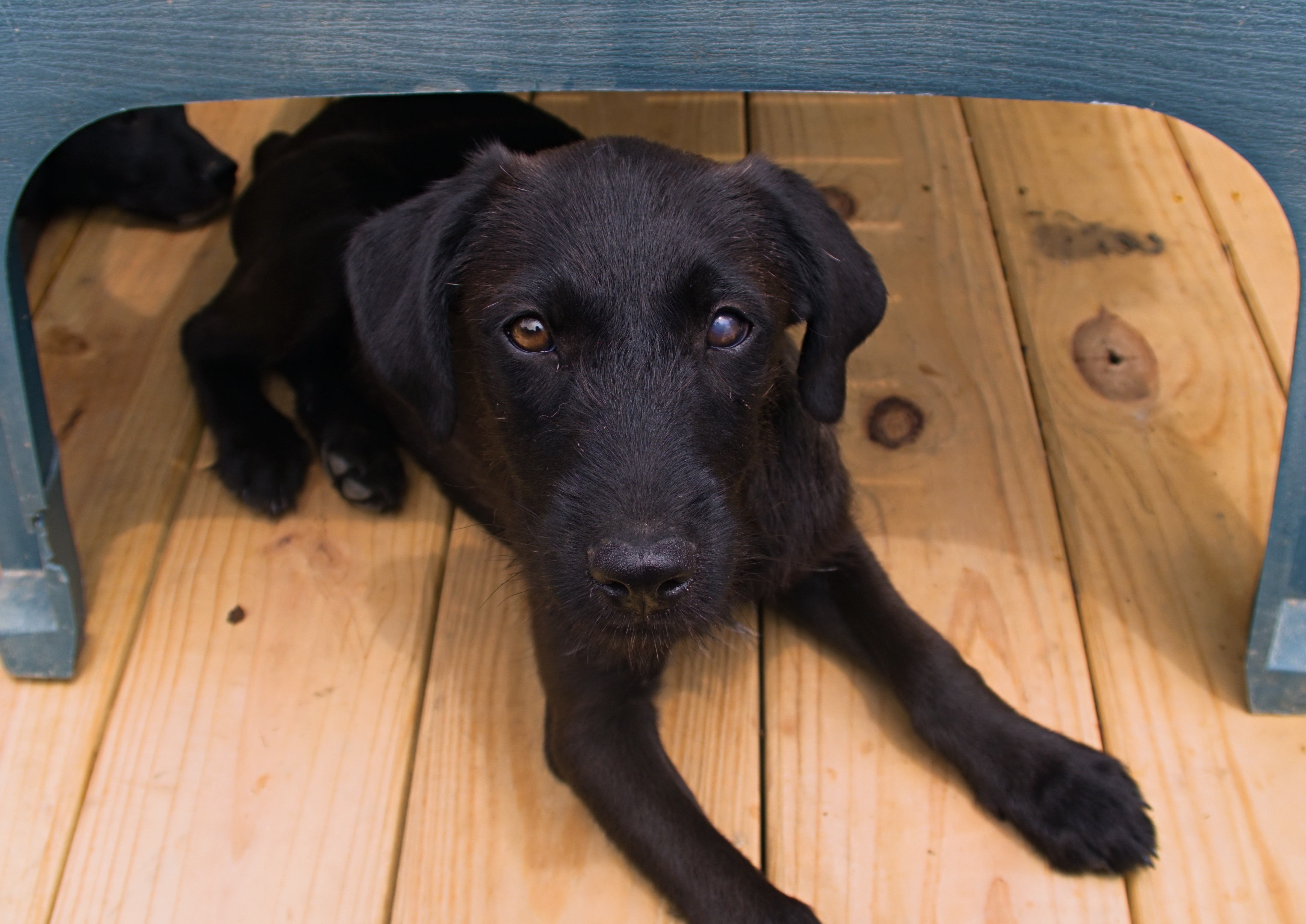 Iris, Adopted, Puppy Female Terrier & Labrador Retriever.