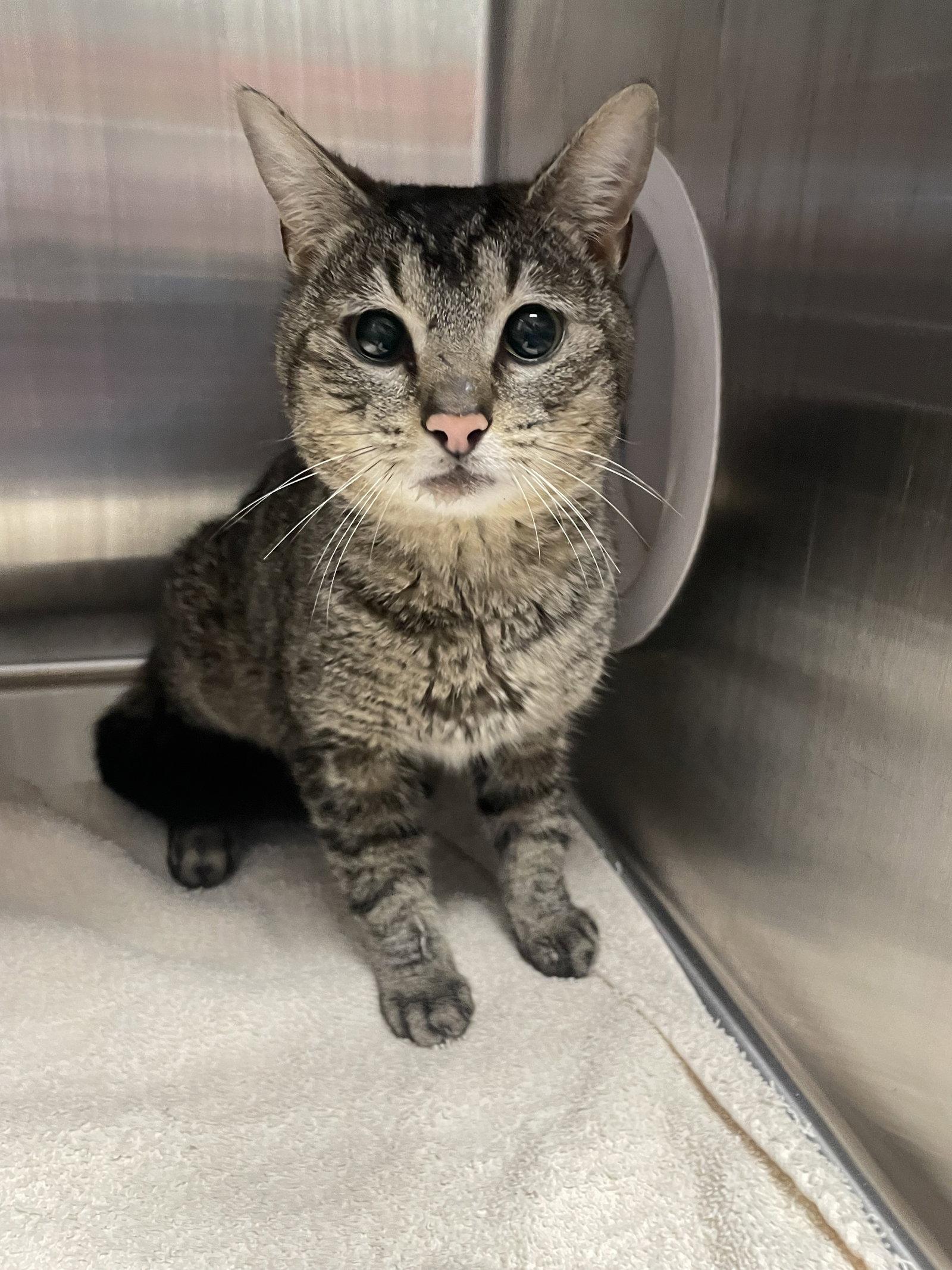Possum, Adoptable, Young Male Tabby & Domestic Short Hair.