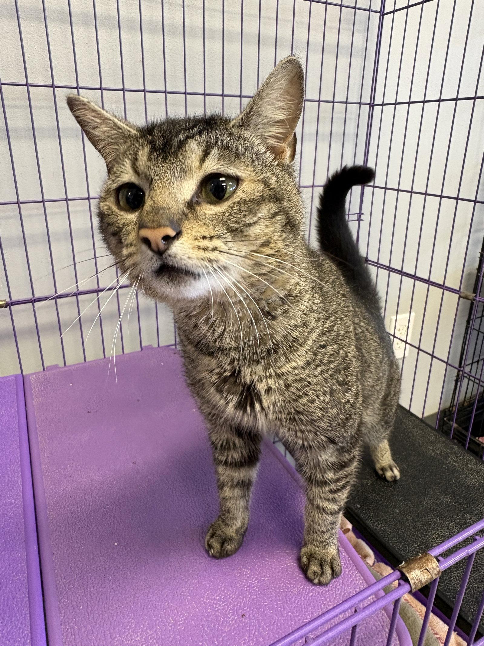 Enlarge Possum, a Adoptable mixed breed in Georgetown, KY image 2/3
