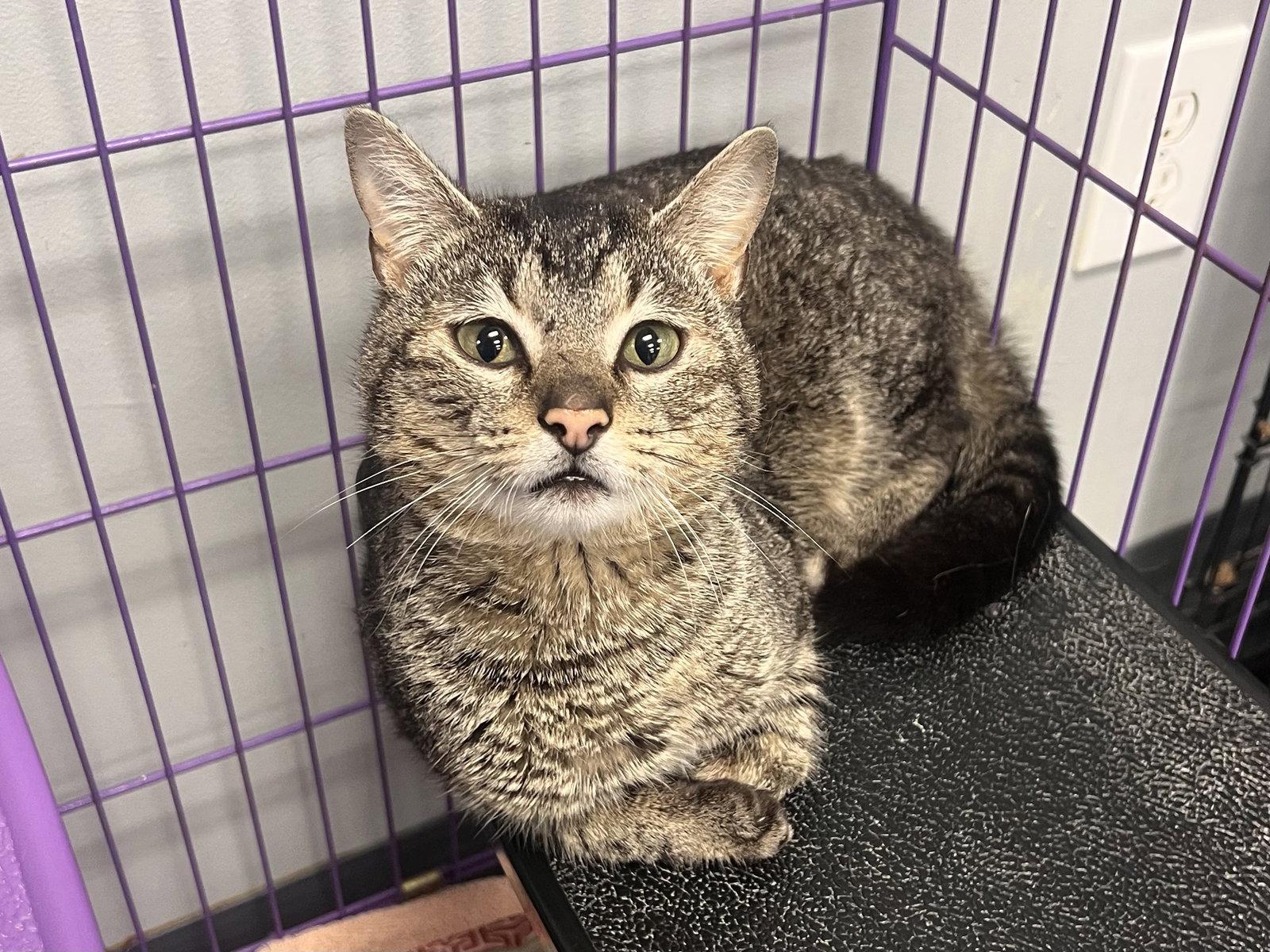 Enlarge Possum, a Adoptable mixed breed in Georgetown, KY image 3/3