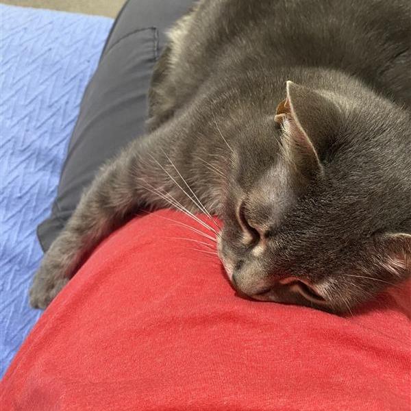 Enlarge Posy, a Adoptable Domestic Short Hair in Manchester, CT image 1/6