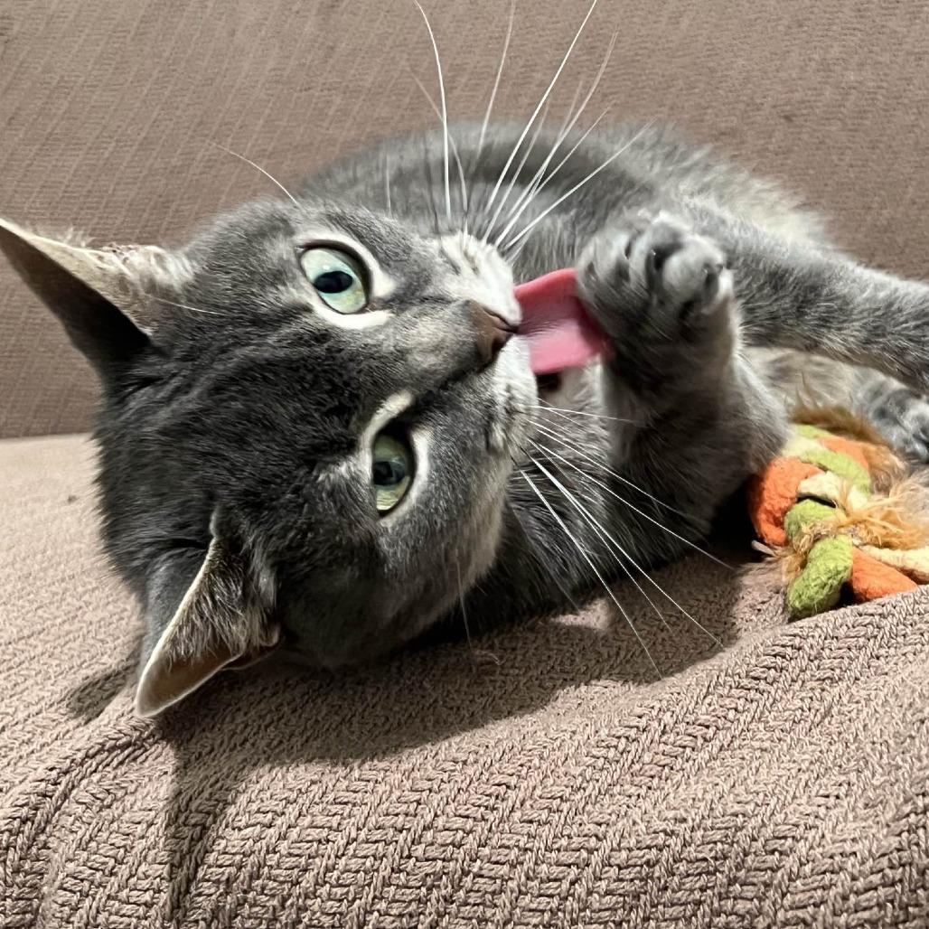 Enlarge Posy, a Adoptable Domestic Short Hair in Manchester, CT image 2/6