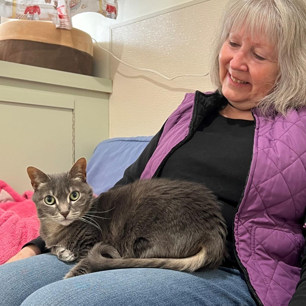 Enlarge Posy, a Adoptable Domestic Short Hair in Manchester, CT image 3/6