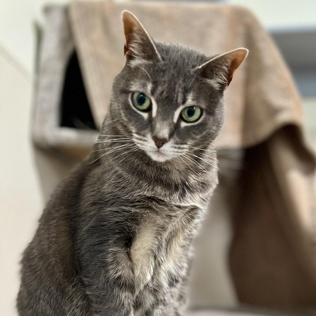 Enlarge Posy, a Adoptable Domestic Short Hair in Manchester, CT image 4/6