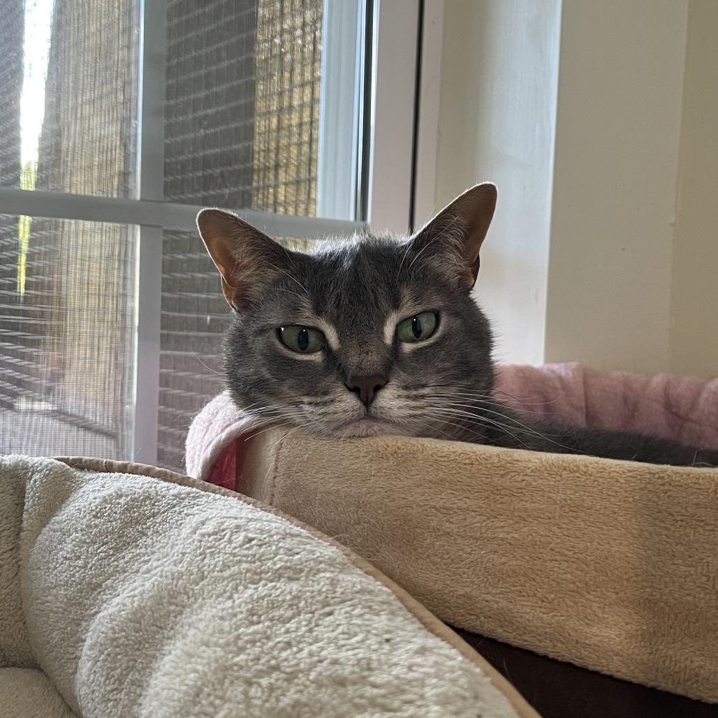 Enlarge Posy, a Adoptable Domestic Short Hair in Manchester, CT image 5/6