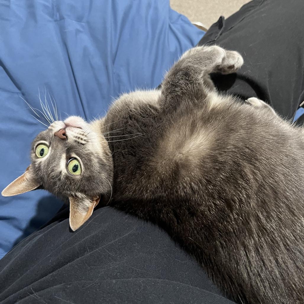 Enlarge Posy, a Adoptable Domestic Short Hair in Manchester, CT image 6/6