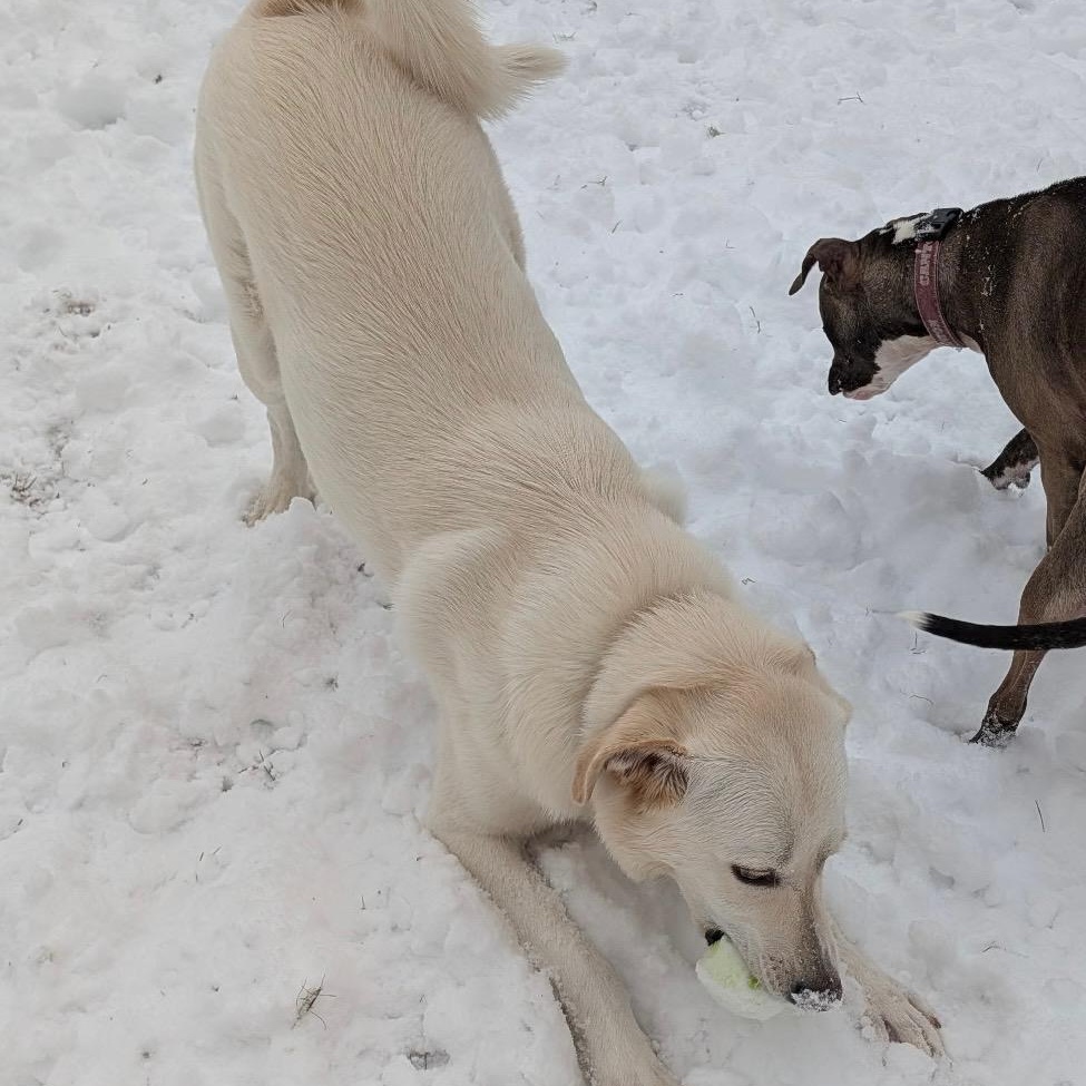 Ozzy, a Adoptable mixed breed in Belchertown, MA image 6/6