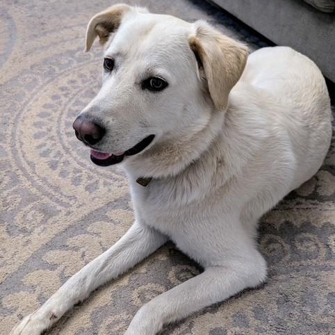 Ozzy, a Adoptable mixed breed in Belchertown, MA image 3/6