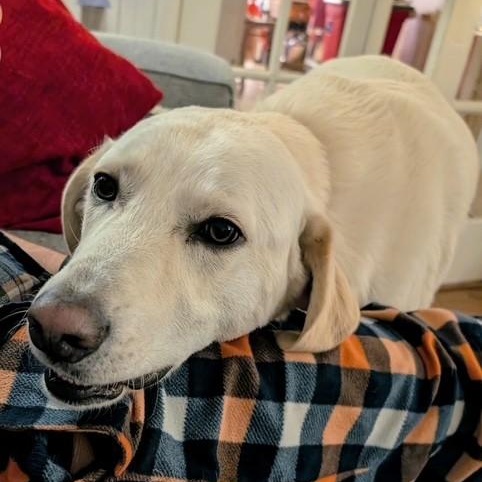 Ozzy, Adoptable, Young Male Great Pyrenees & Labrador Retriever.