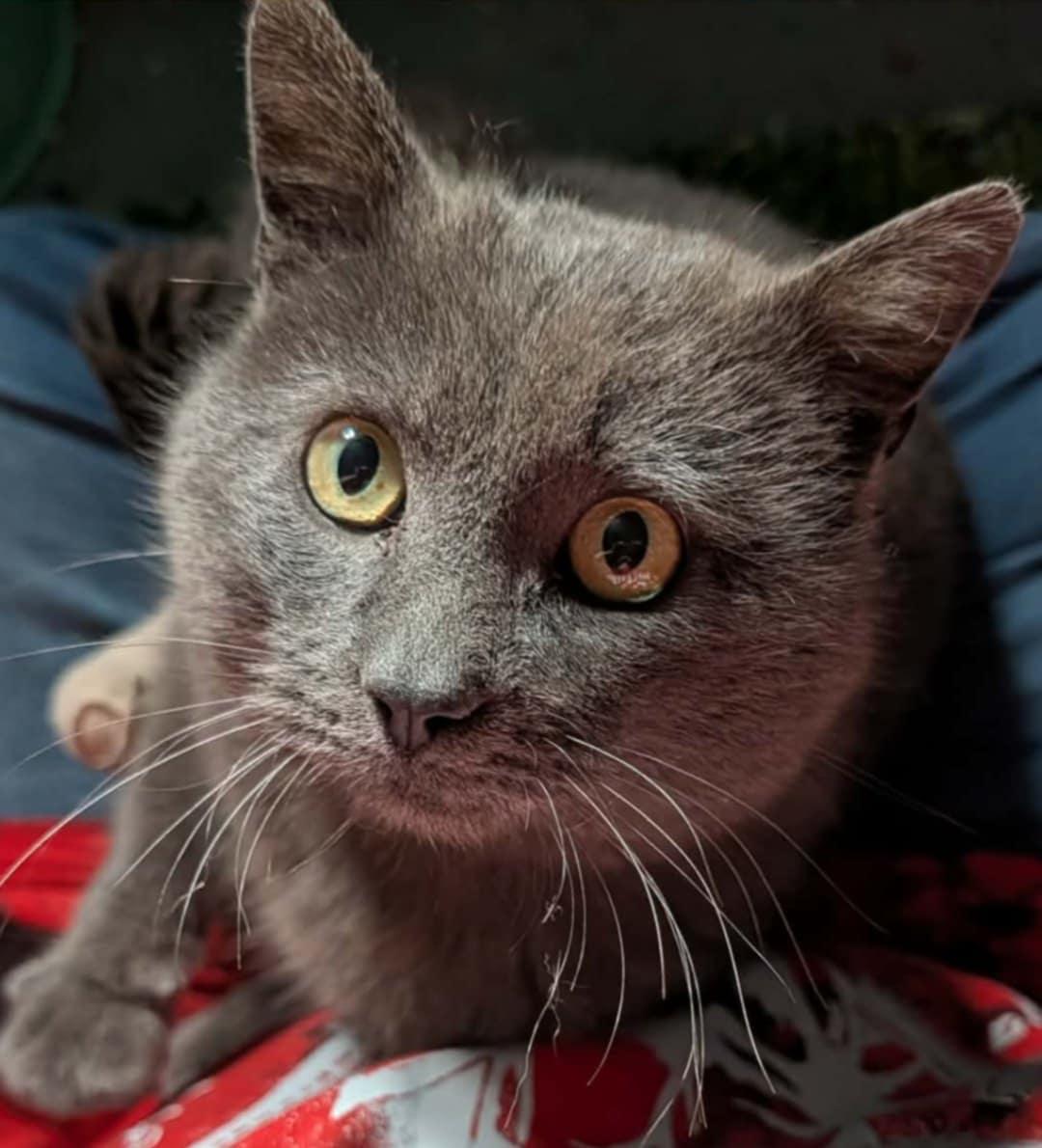 Sid, adopted, Adult Male Domestic Short Hair.