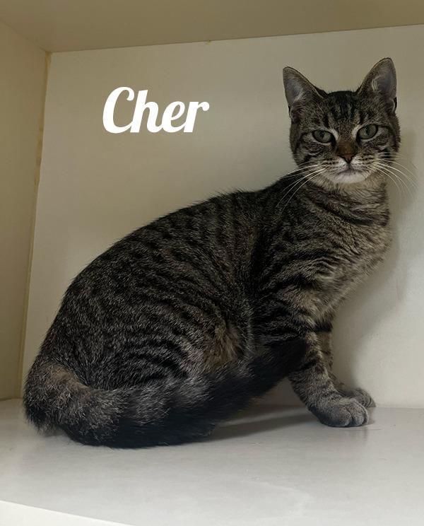 Enlarge Cher, a Adoptable Domestic Short Hair in Manistee, MI image 1/1