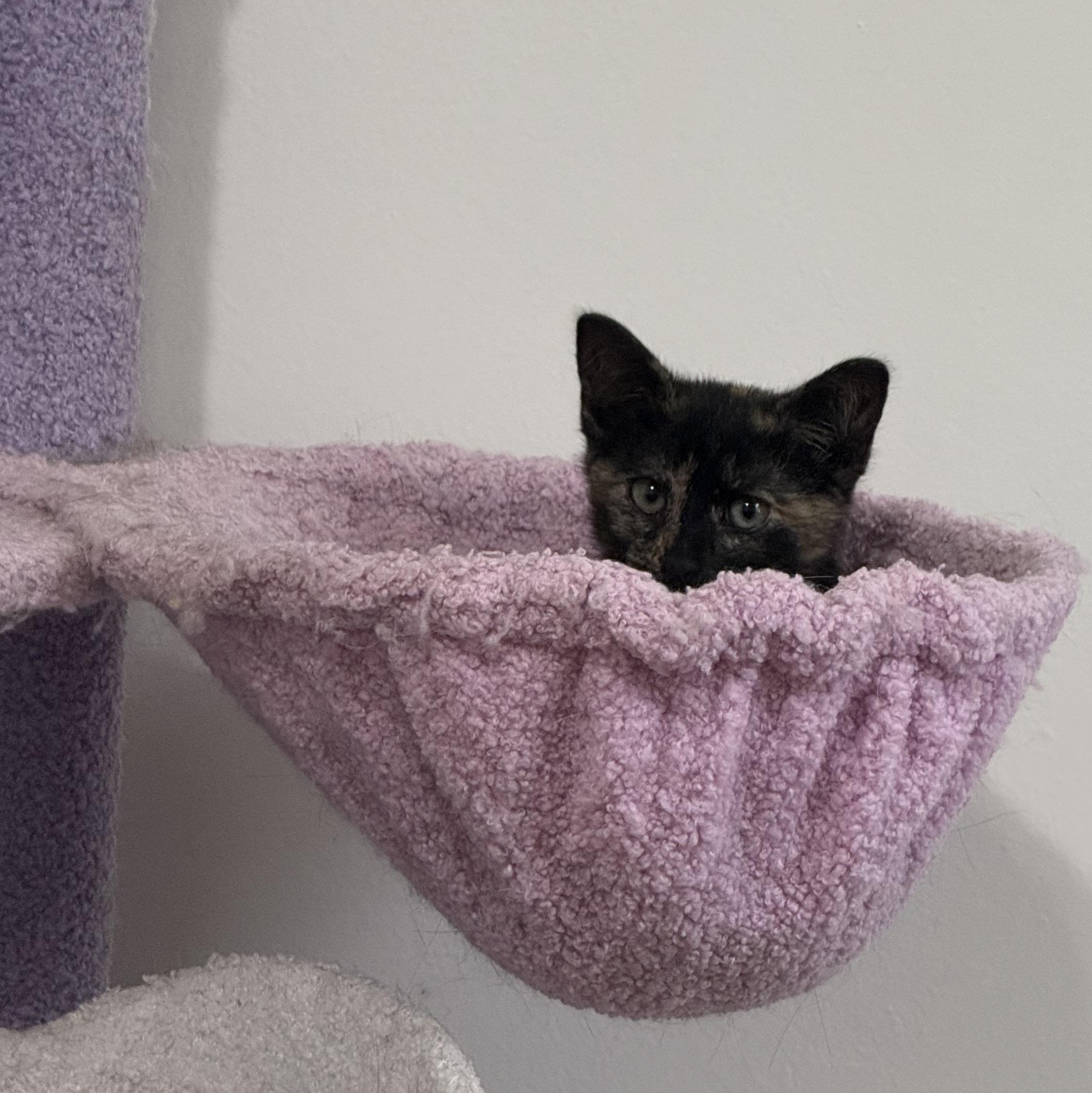 Enlarge Toad, a Adoptable Tortoiseshell in Midvale, UT image 3/6