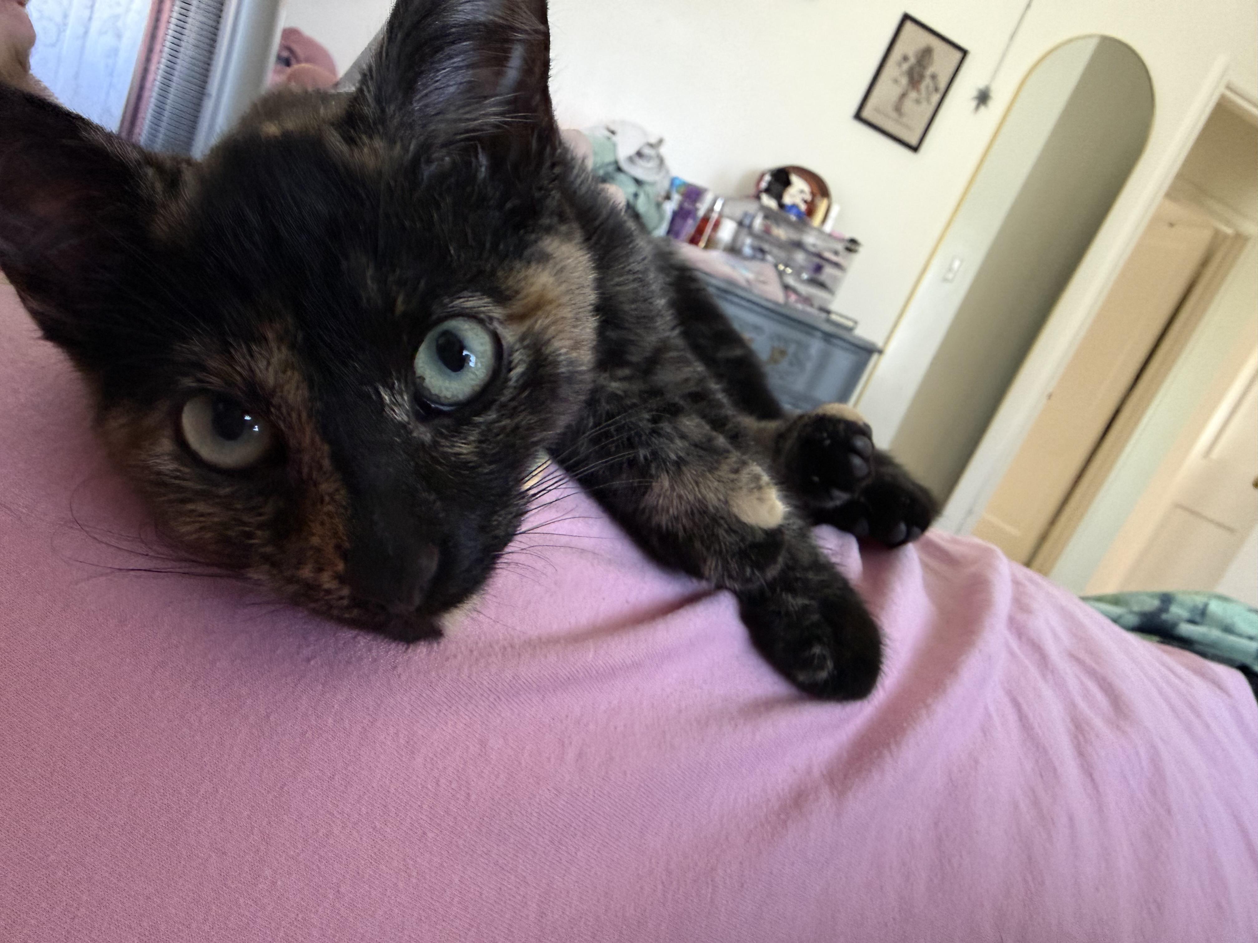 Enlarge Toad, a Adoptable Tortoiseshell in Midvale, UT image 1/6