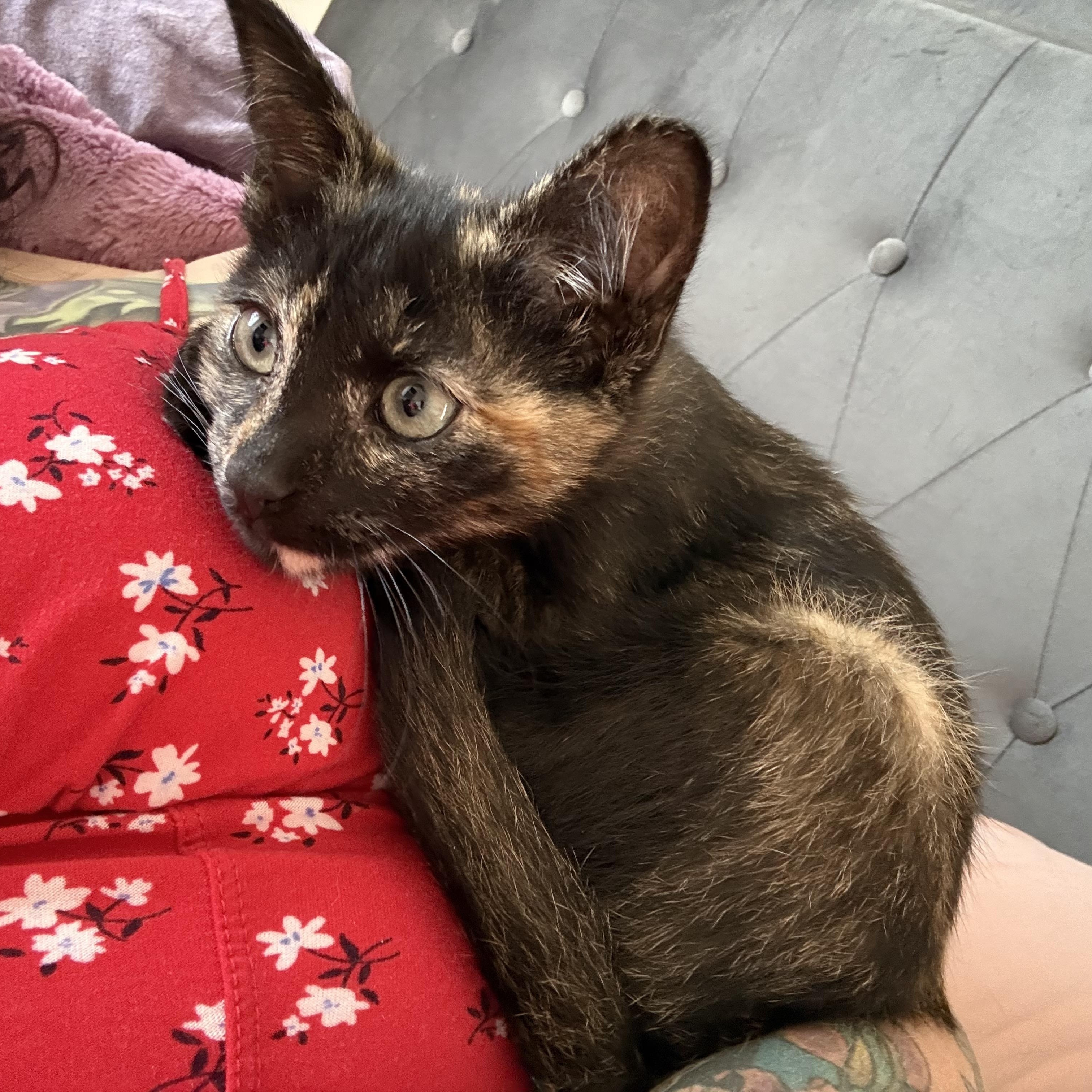 Enlarge Toad, a Adoptable Tortoiseshell in Midvale, UT image 6/6