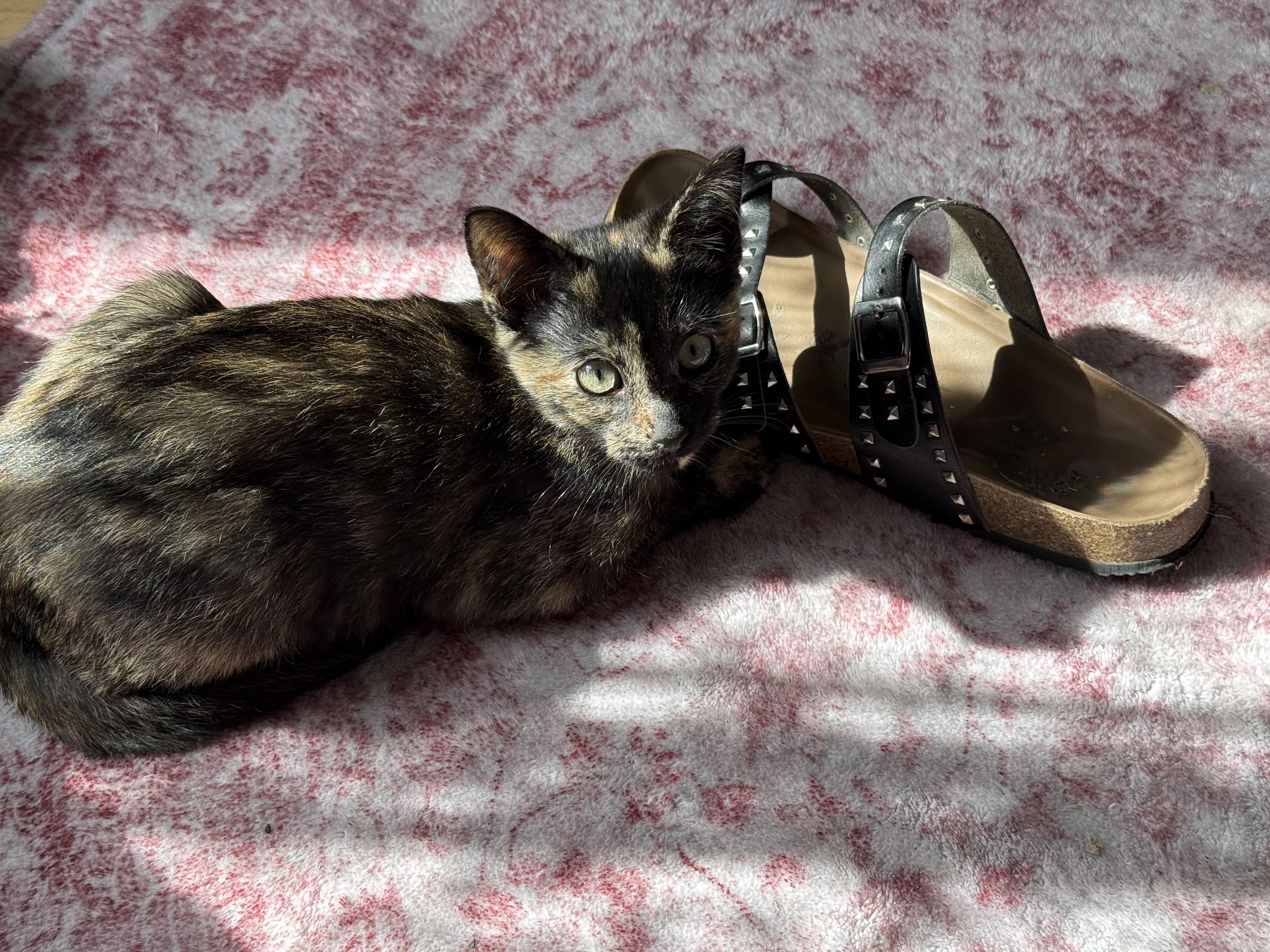 Enlarge Toad, a Adoptable Tortoiseshell in Midvale, UT image 5/6