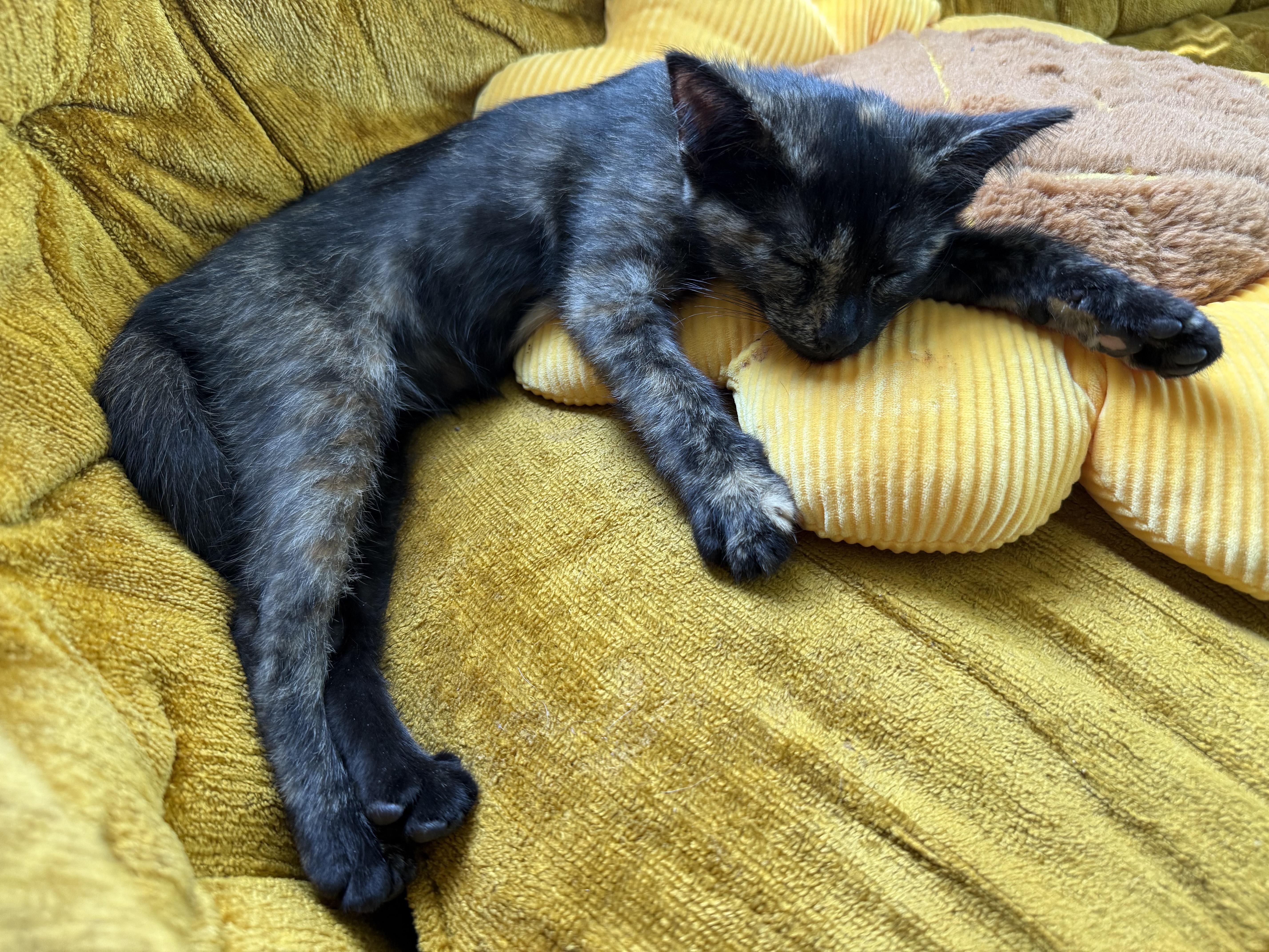 Enlarge Toad, a Adoptable Tortoiseshell in Midvale, UT image 4/6