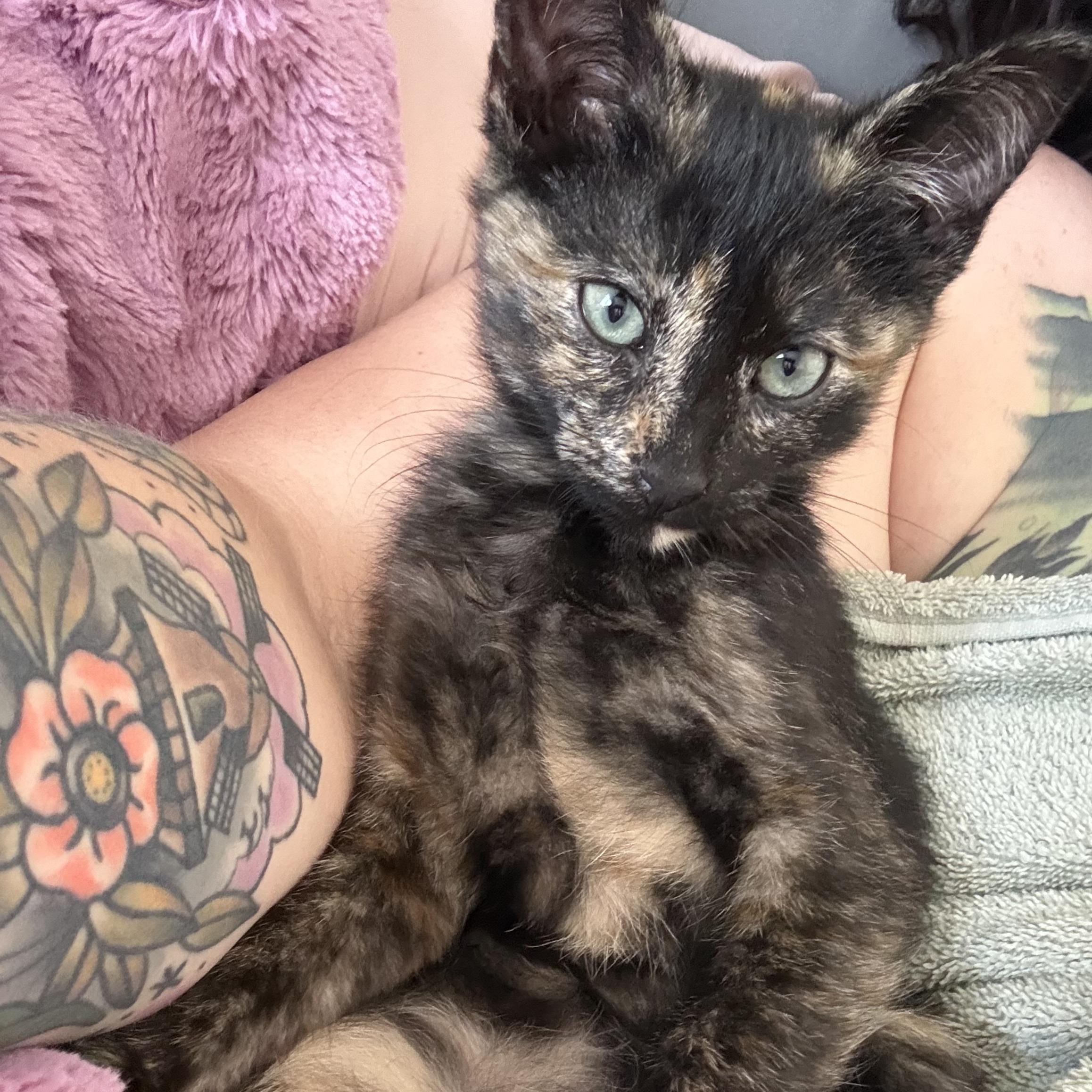 Enlarge Toad, a Adoptable Tortoiseshell in Midvale, UT image 2/6