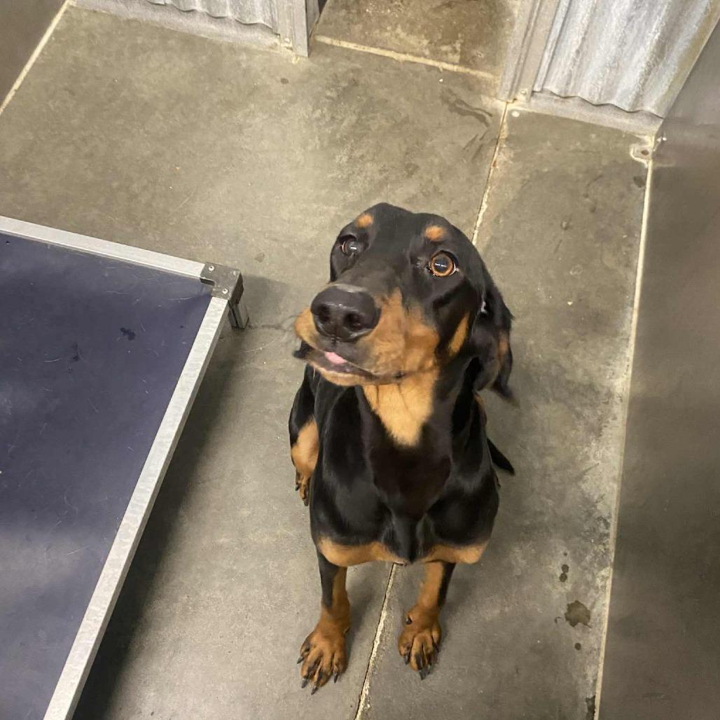 Lanie, a Adoptable Bloodhound image 1/4