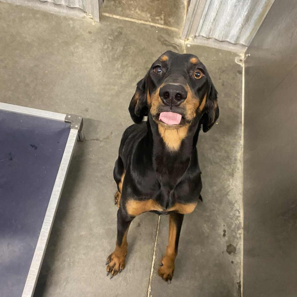 Lanie, a Adoptable Bloodhound image 4/4