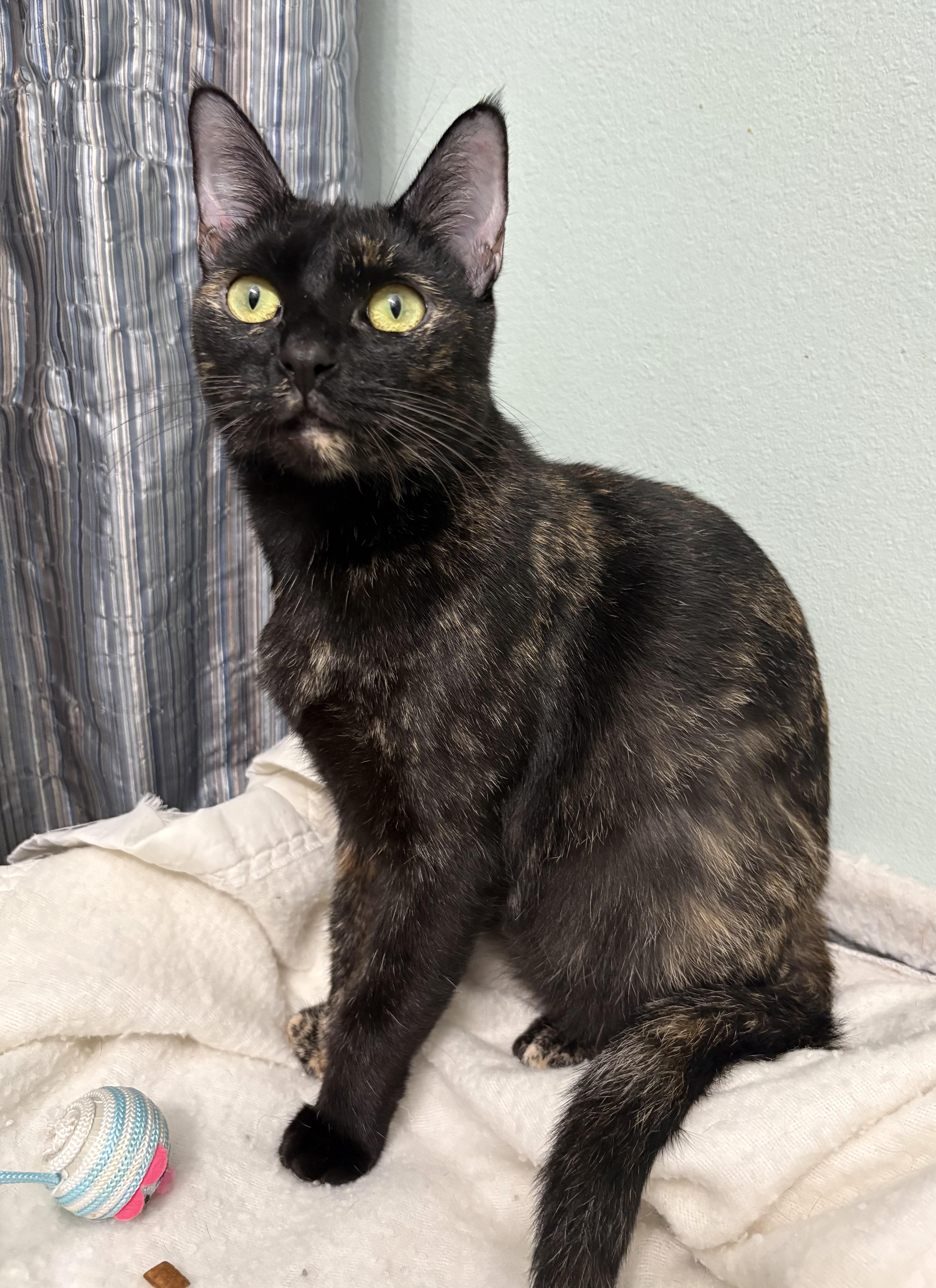 Enlarge Penny, a Adoptable Tortoiseshell in Brooksville, FL image 5/6