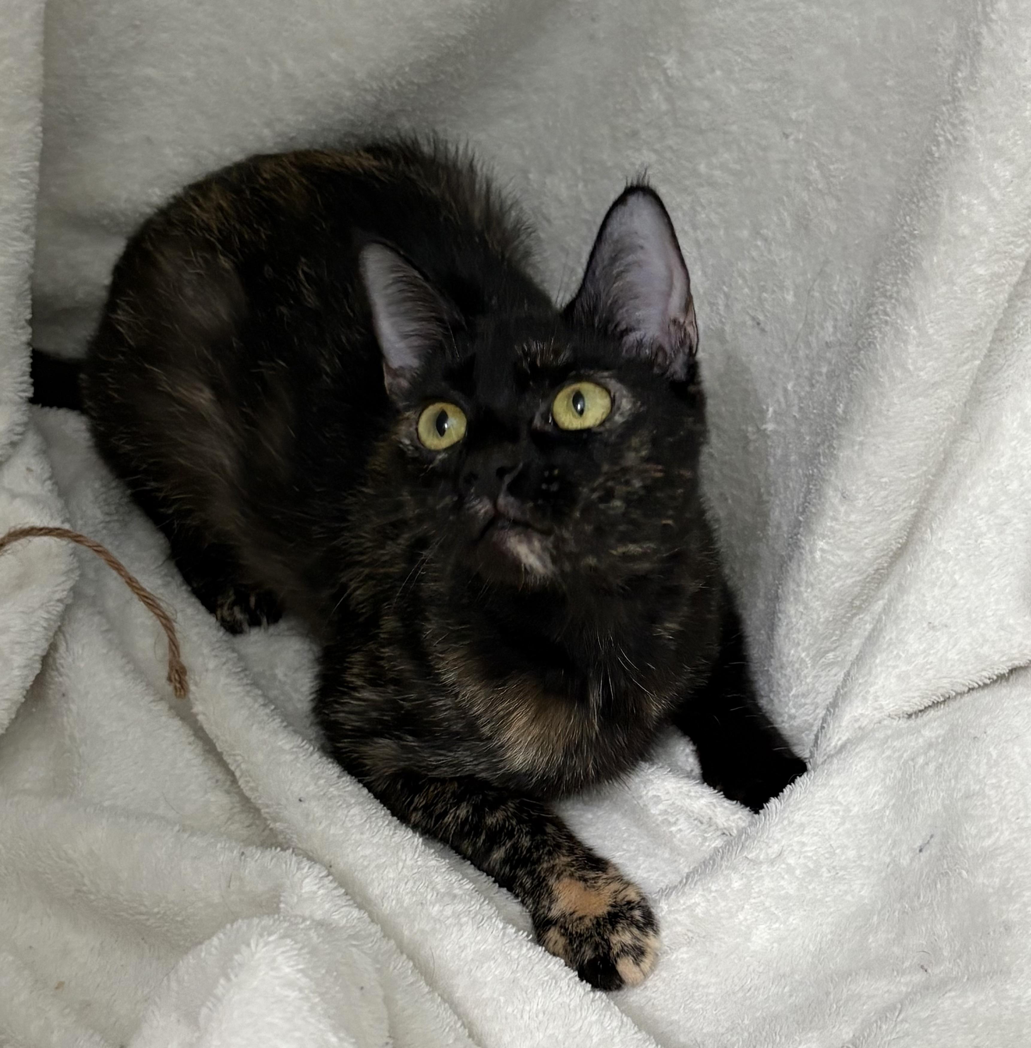 Penny, a Adoptable Tortoiseshell in Brooksville, FL image 1/6