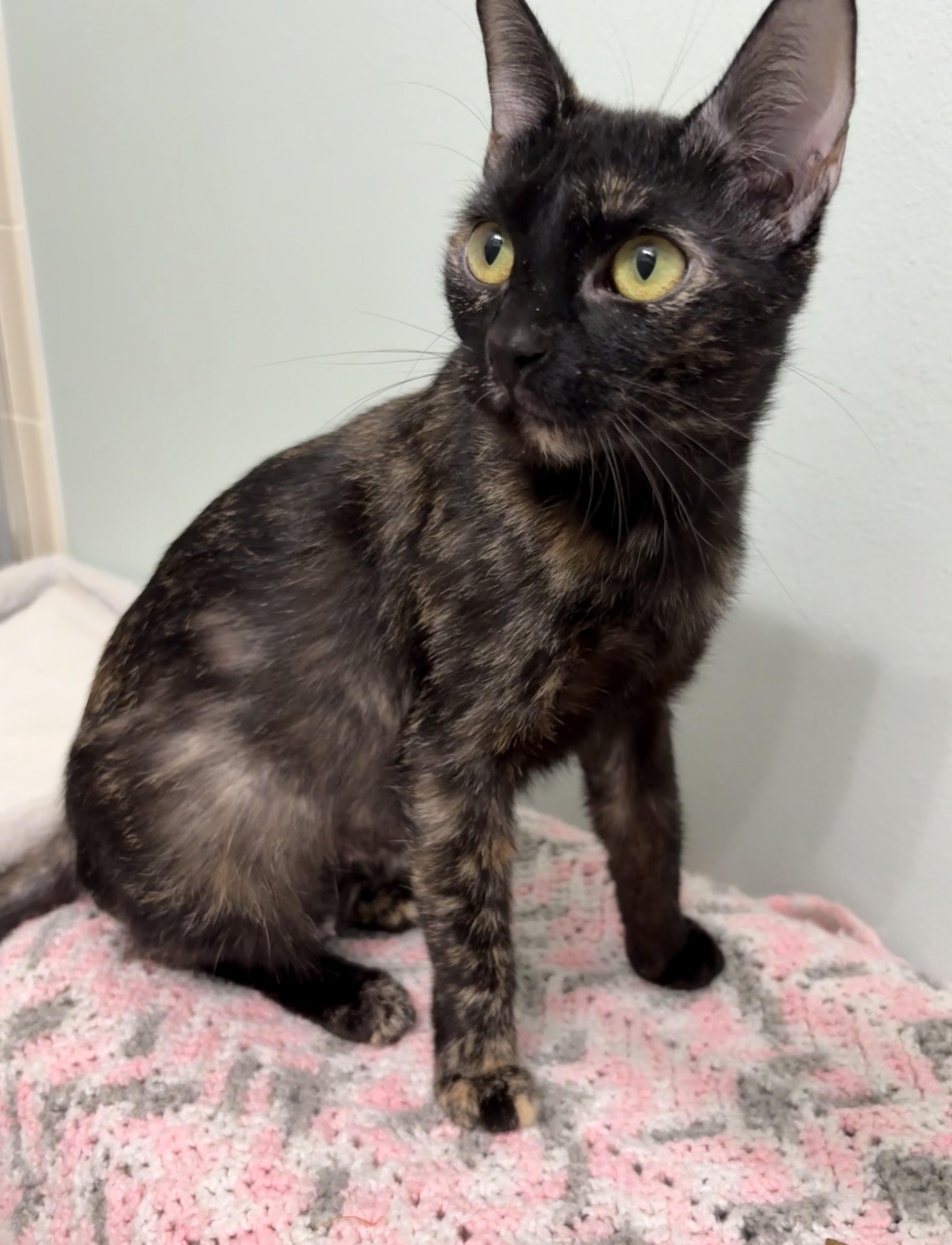 Penny, a Adoptable Tortoiseshell in Brooksville, FL image 5/6