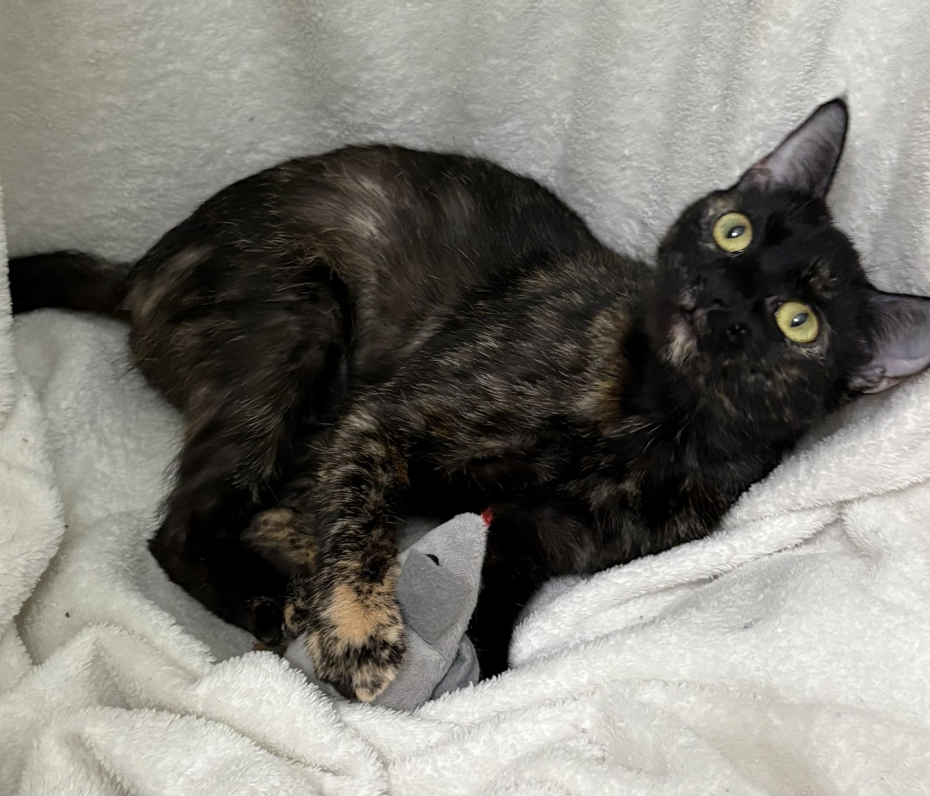 Penny, a Adoptable Tortoiseshell in Brooksville, FL image 6/6