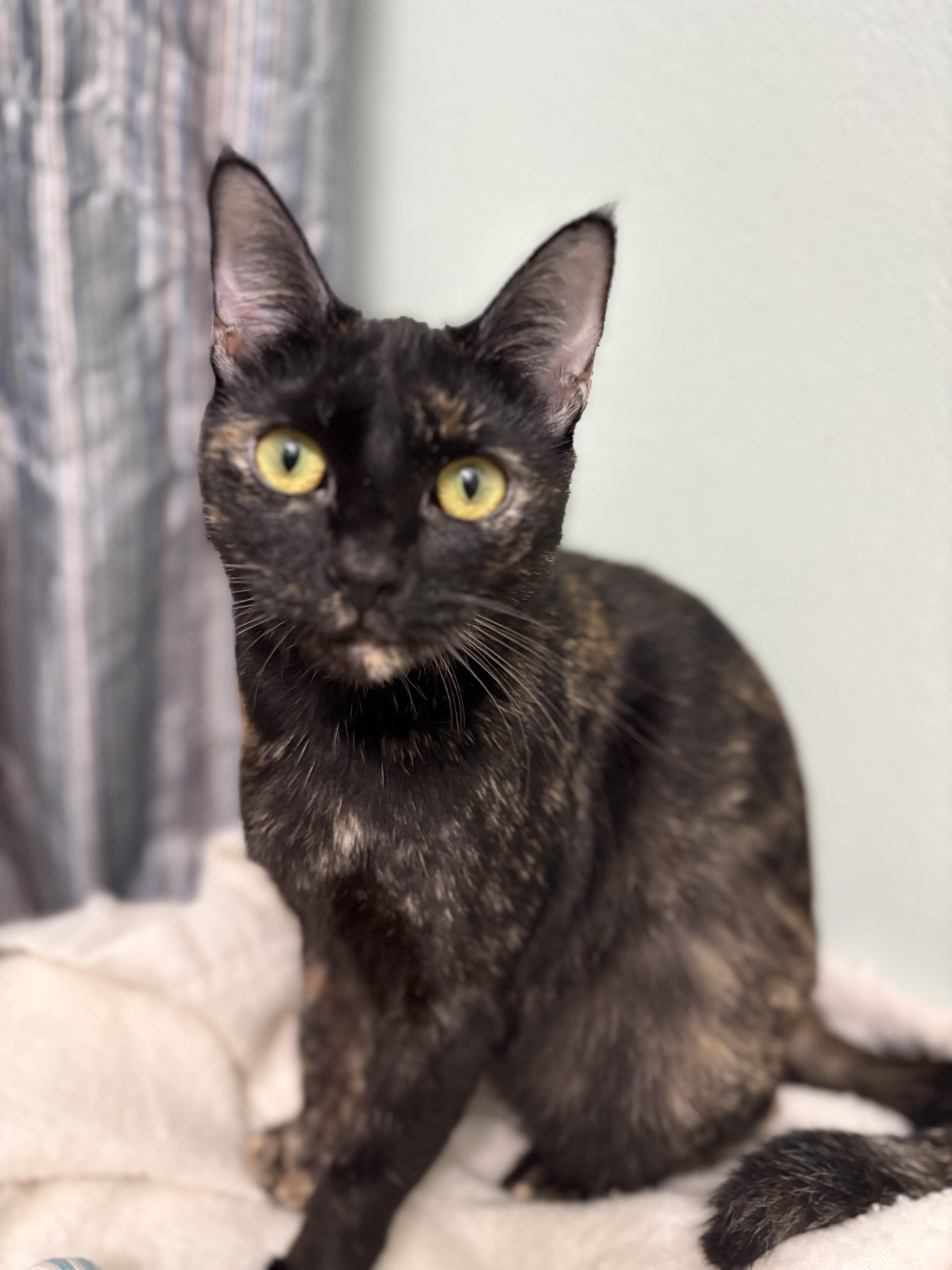 Penny, Adoptable, Young Female Tortoiseshell.