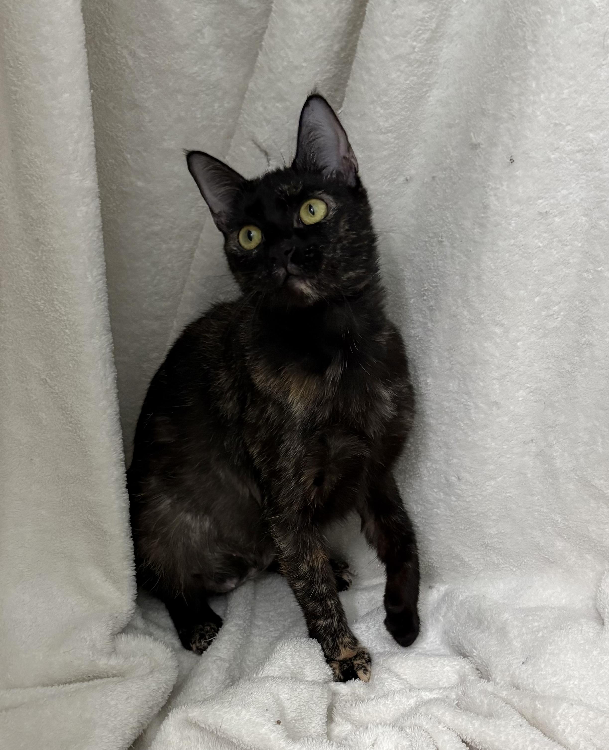 Penny, a Adoptable Tortoiseshell in Brooksville, FL image 3/6