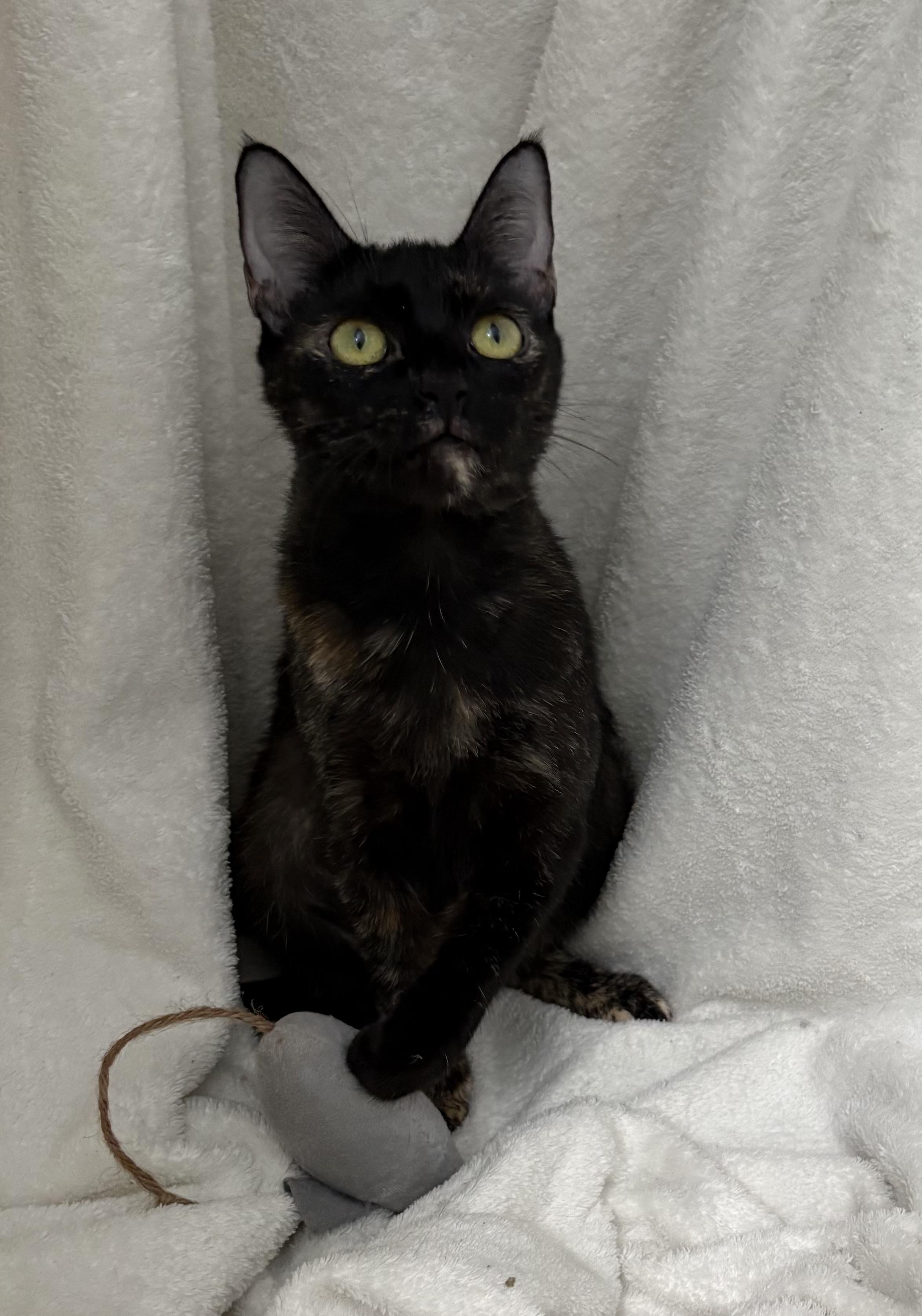 Penny, a Adoptable Tortoiseshell in Brooksville, FL image 2/6