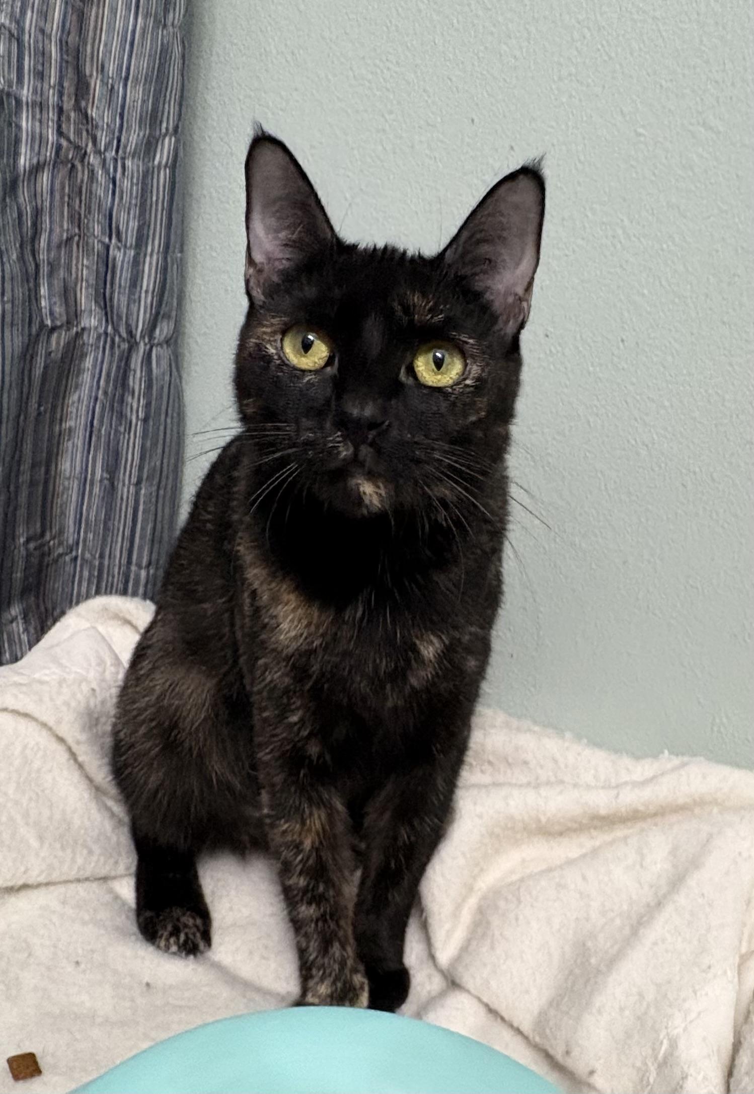 Enlarge Penny, a Adoptable Tortoiseshell in Brooksville, FL image 2/6