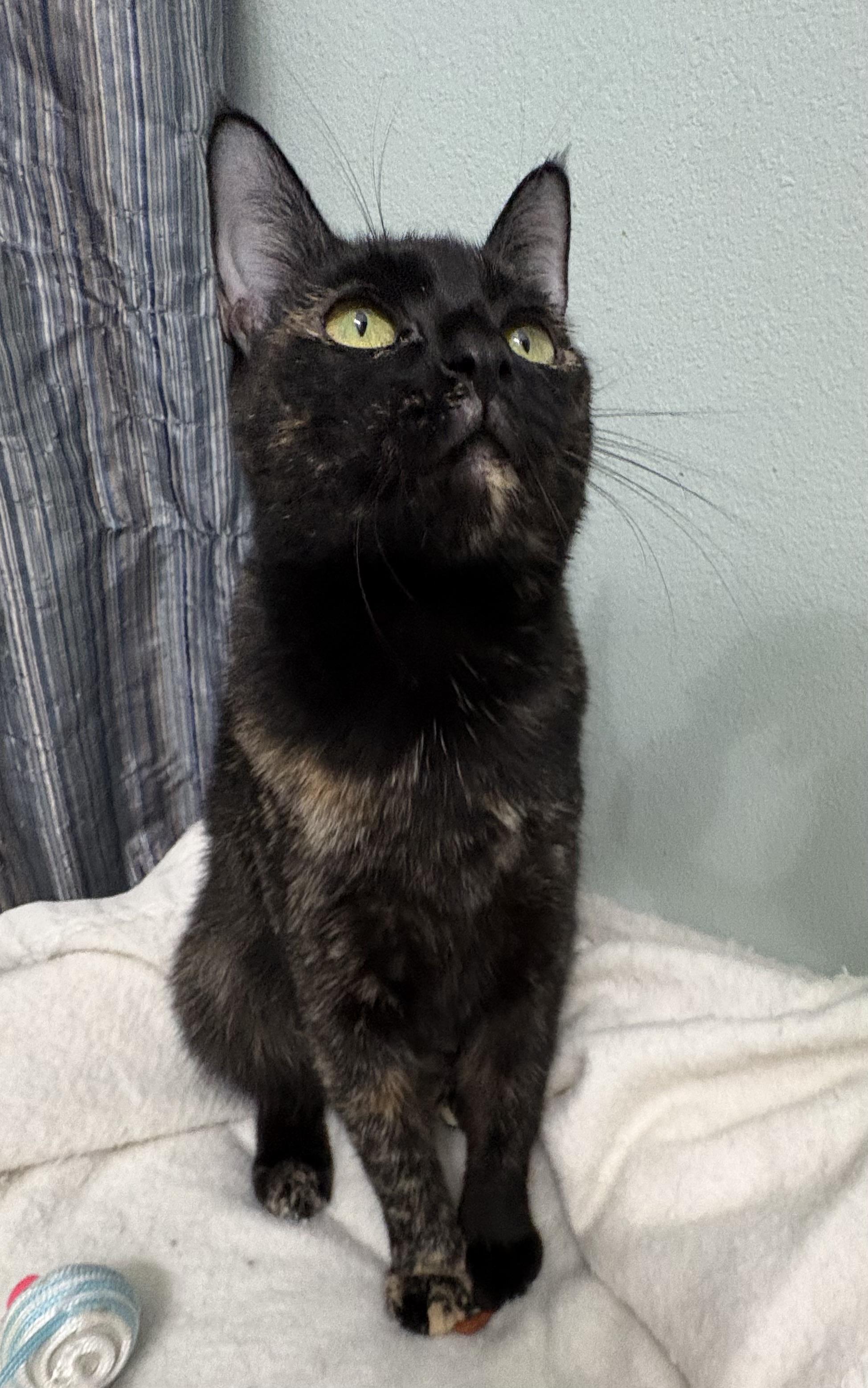 Enlarge Penny, a Adoptable Tortoiseshell in Brooksville, FL image 3/6