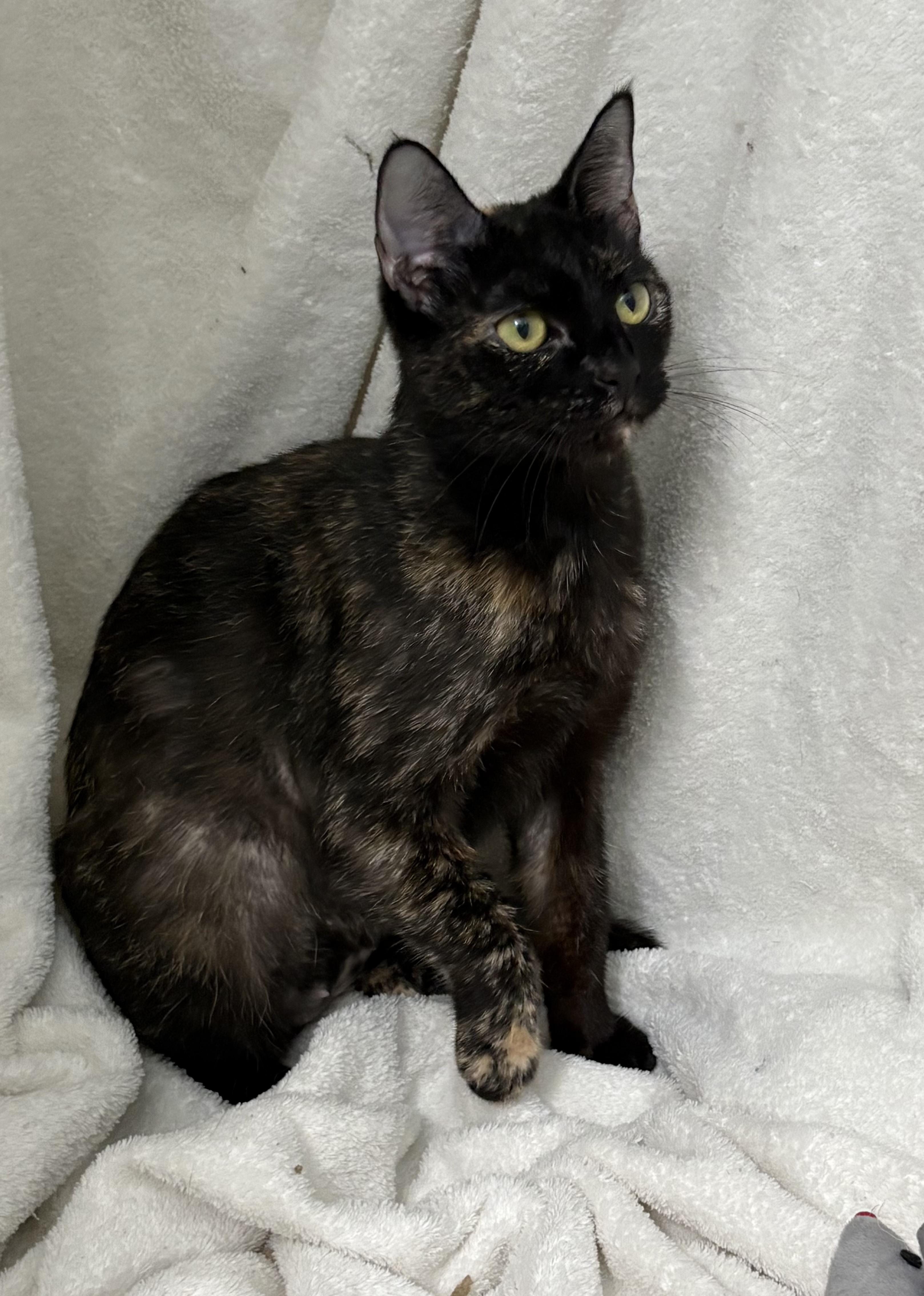 Penny, a Adoptable Tortoiseshell in Brooksville, FL image 4/6