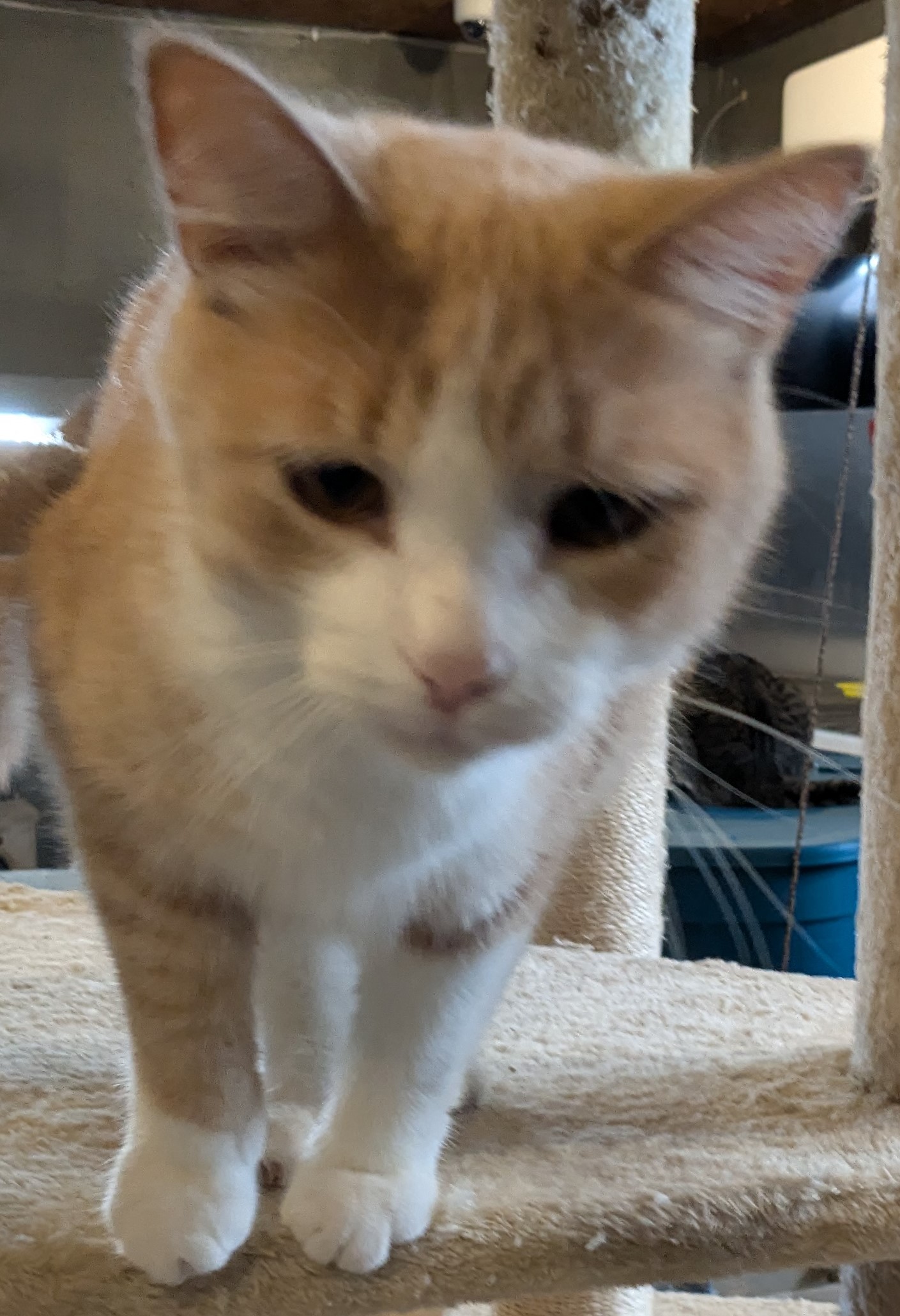 Enlarge Harley, a Adopted American Shorthair in Milbank, SD image 2/4