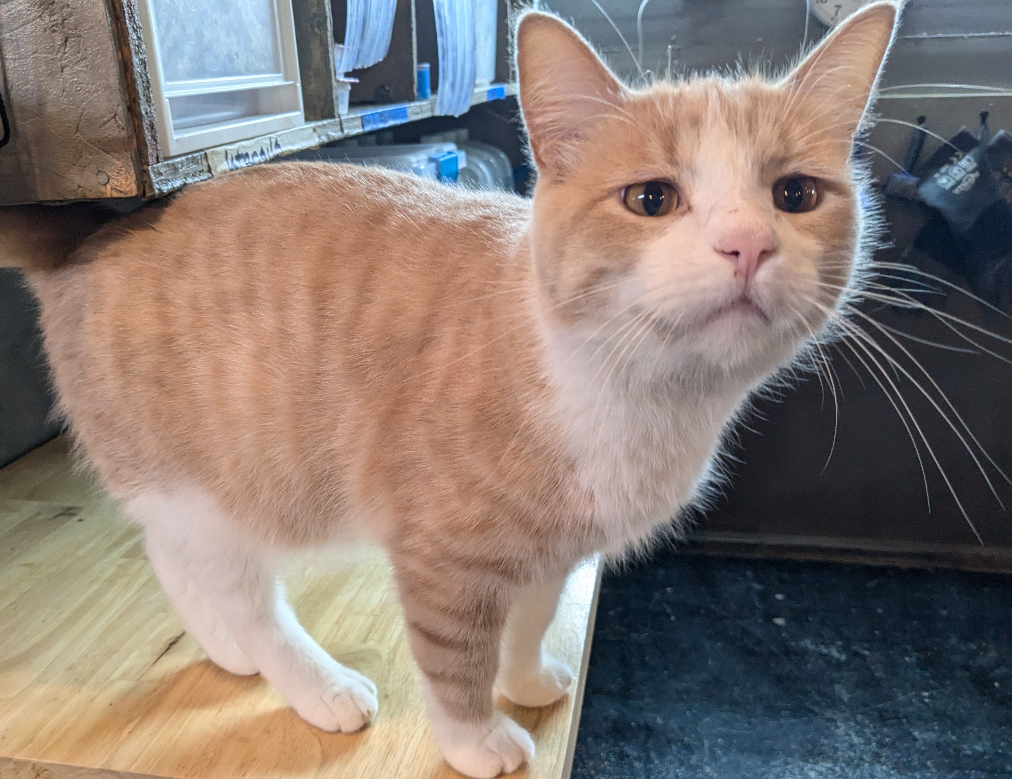 Enlarge Harley, a Adopted American Shorthair in Milbank, SD image 1/4